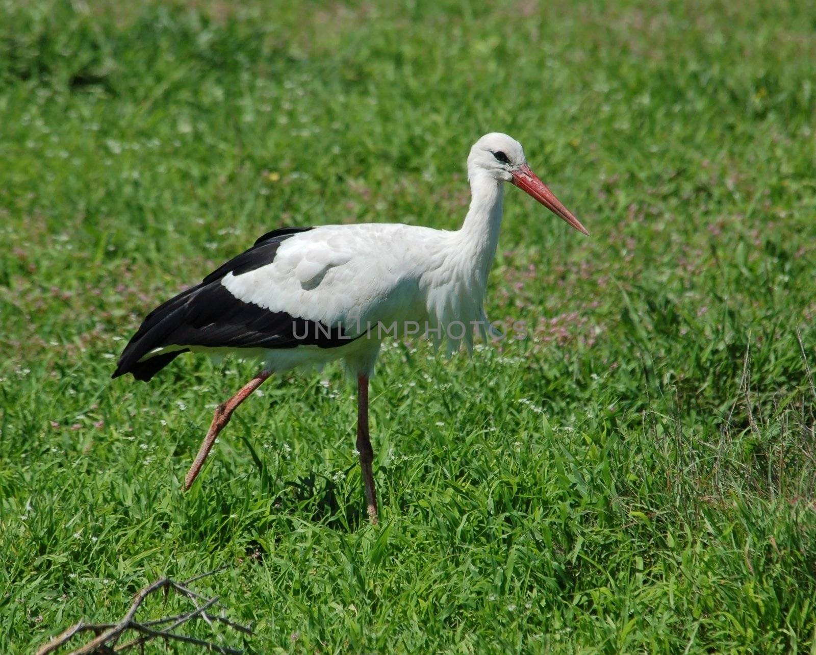 A stork feeding in South Africa