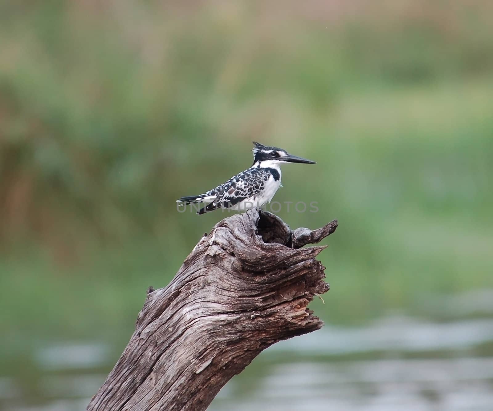 A Pied Kingfisher (Ceryle rudis) in the Kruger Park, South Africa, searching the waters below.