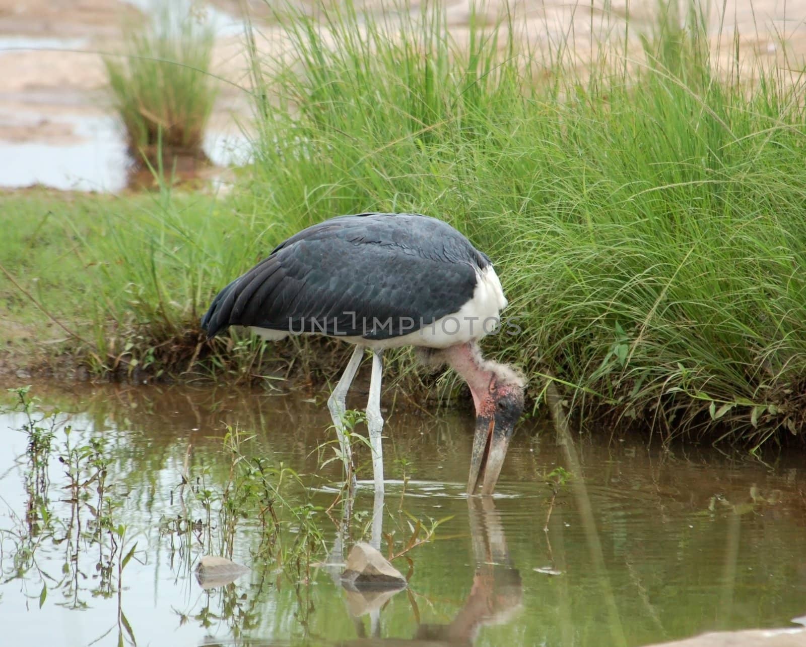 Marabou stork in ths Kruger Park, South Africa.