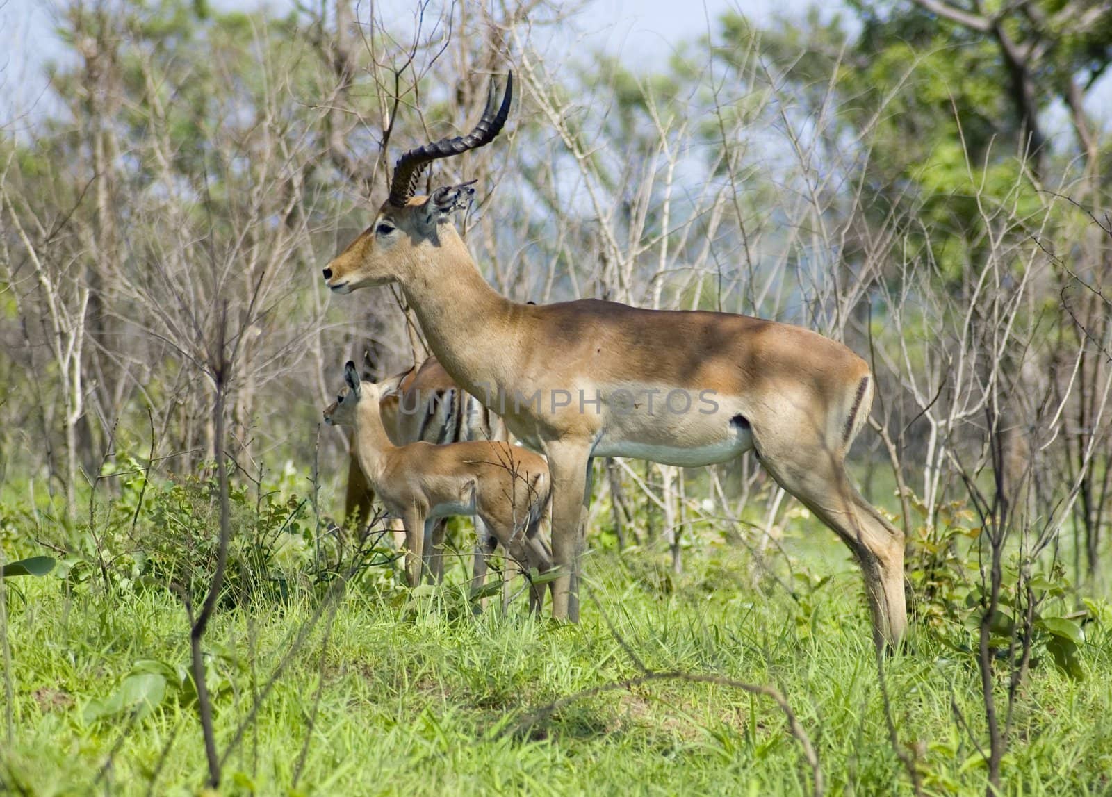 Male Impala Antelope (Aepyceros Melampus) in the Kruger Park, South Africa.