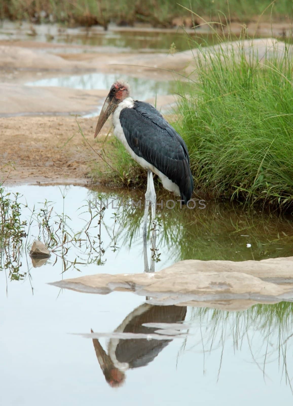 Marabou Stork in South Africa.