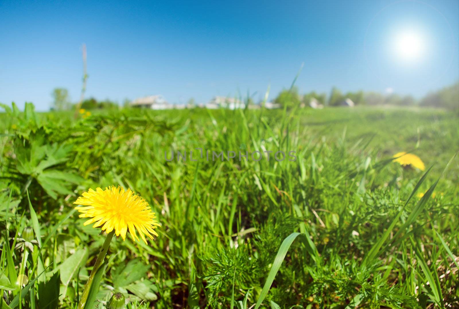 Scenic picture of a meadow full of dandelions with impressive sky at the background