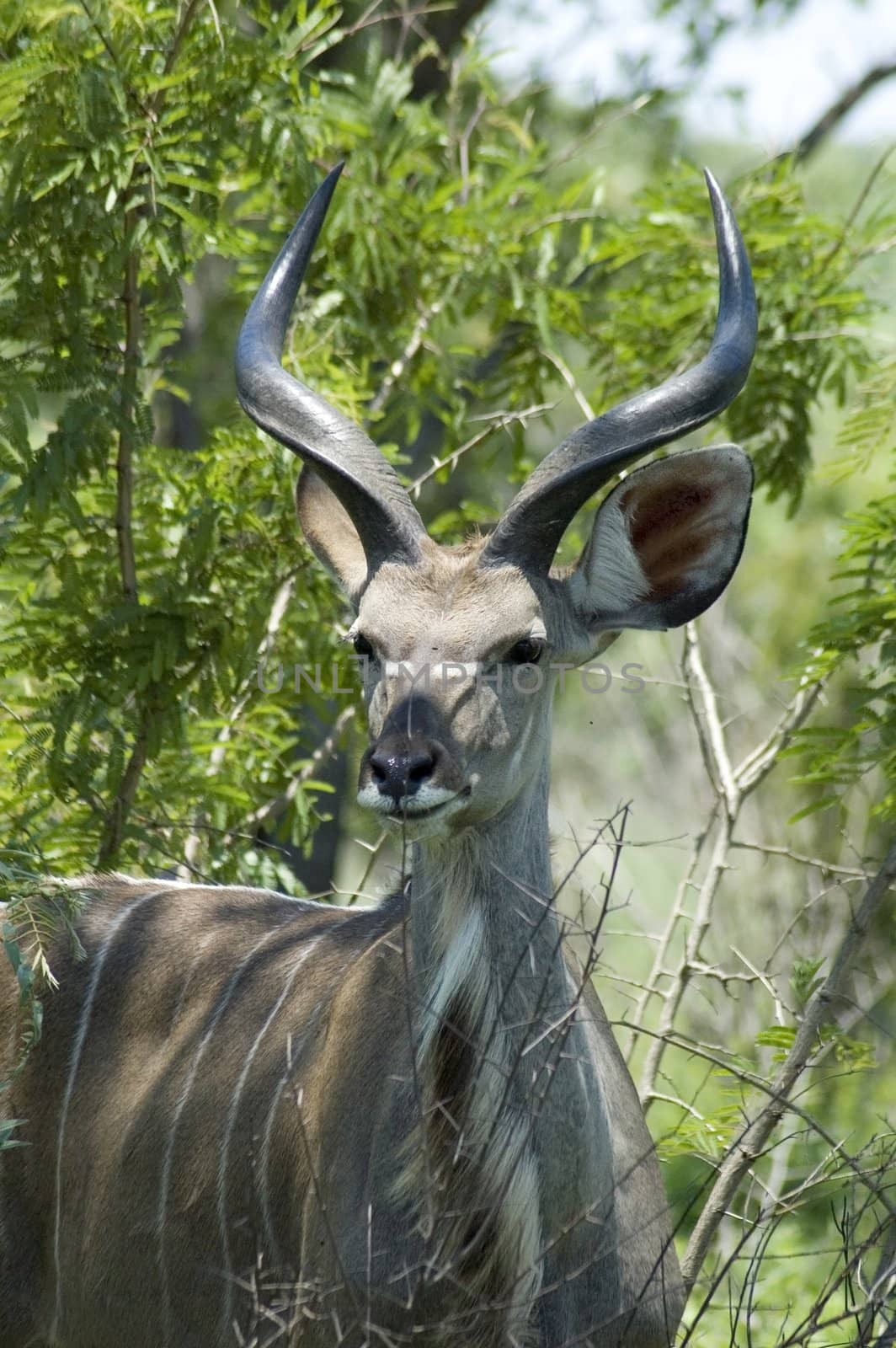 Kudu Antelope (Tragelaphus strepsiceros) in South Africa.