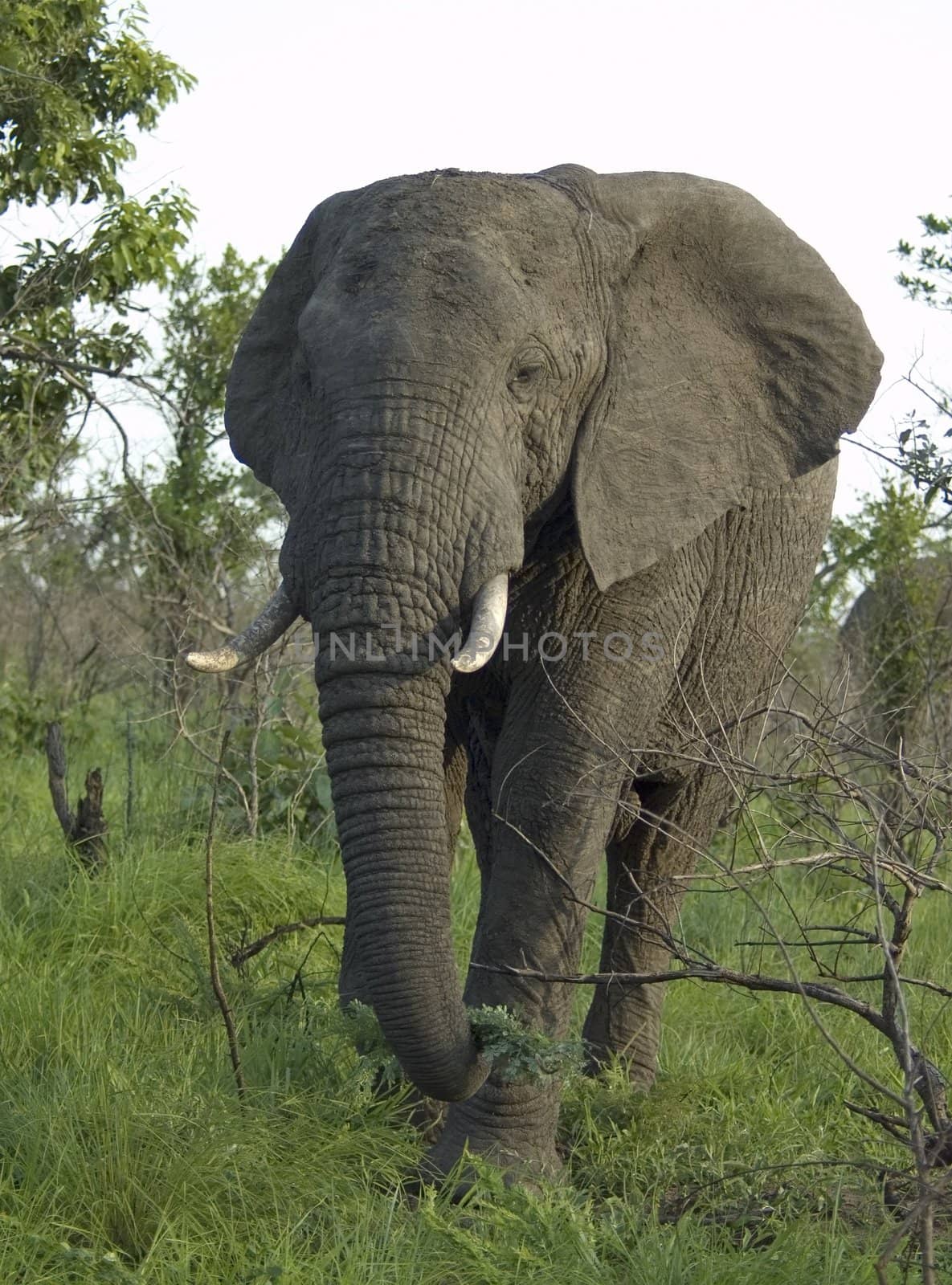 An African Elephant (Loxodonta africana) in the Kruger Park, South Africa.