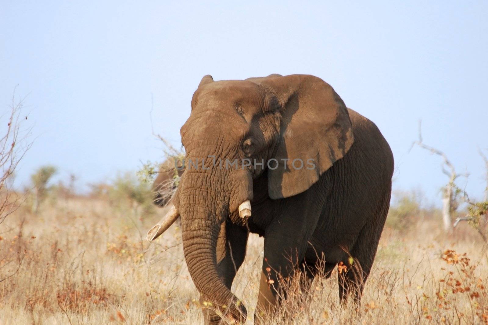 A very old African Elephant bull