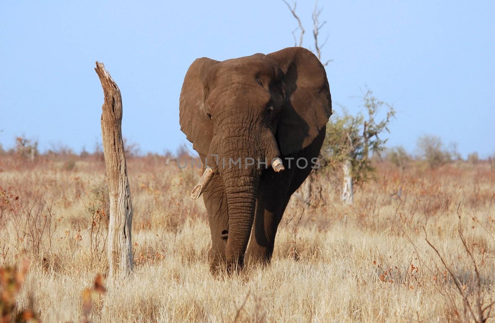 A very old African Elephant