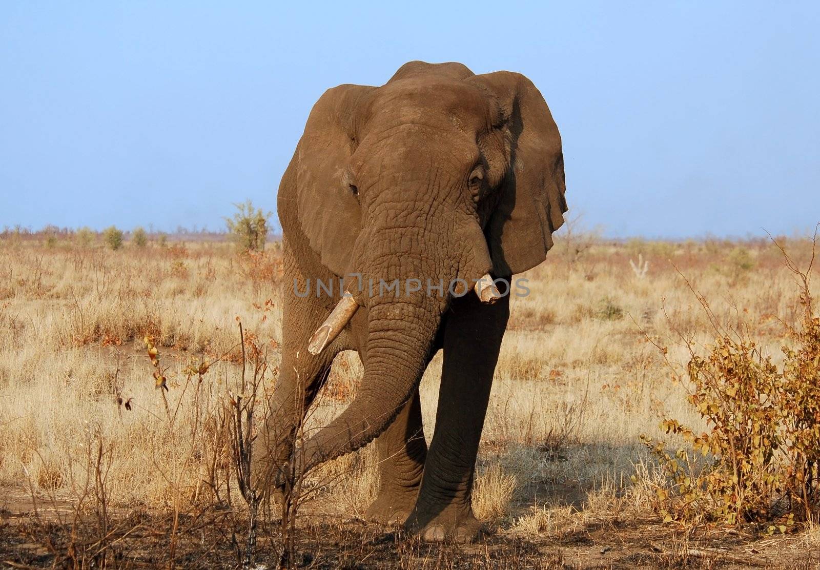 An African Elephant