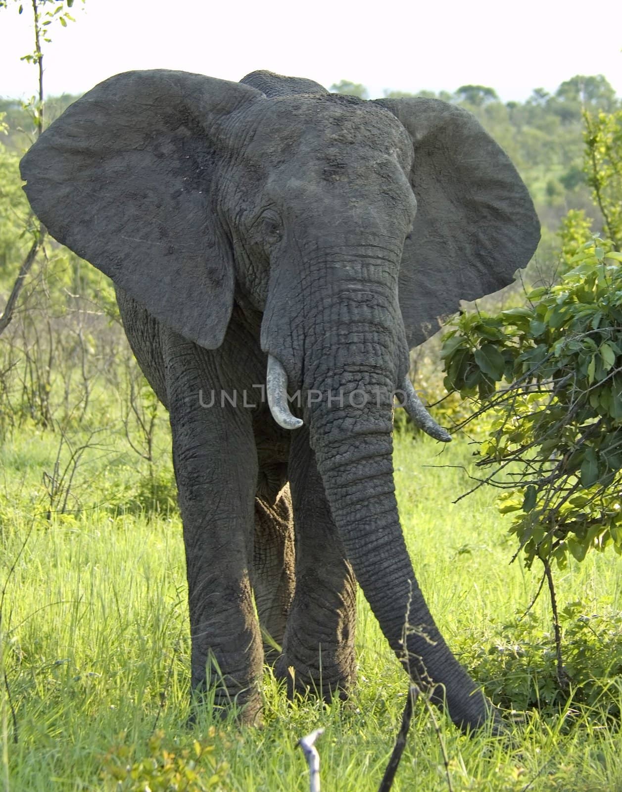 An African Elephant (Loxodonta africana) in the Kruger Park, South Africa.