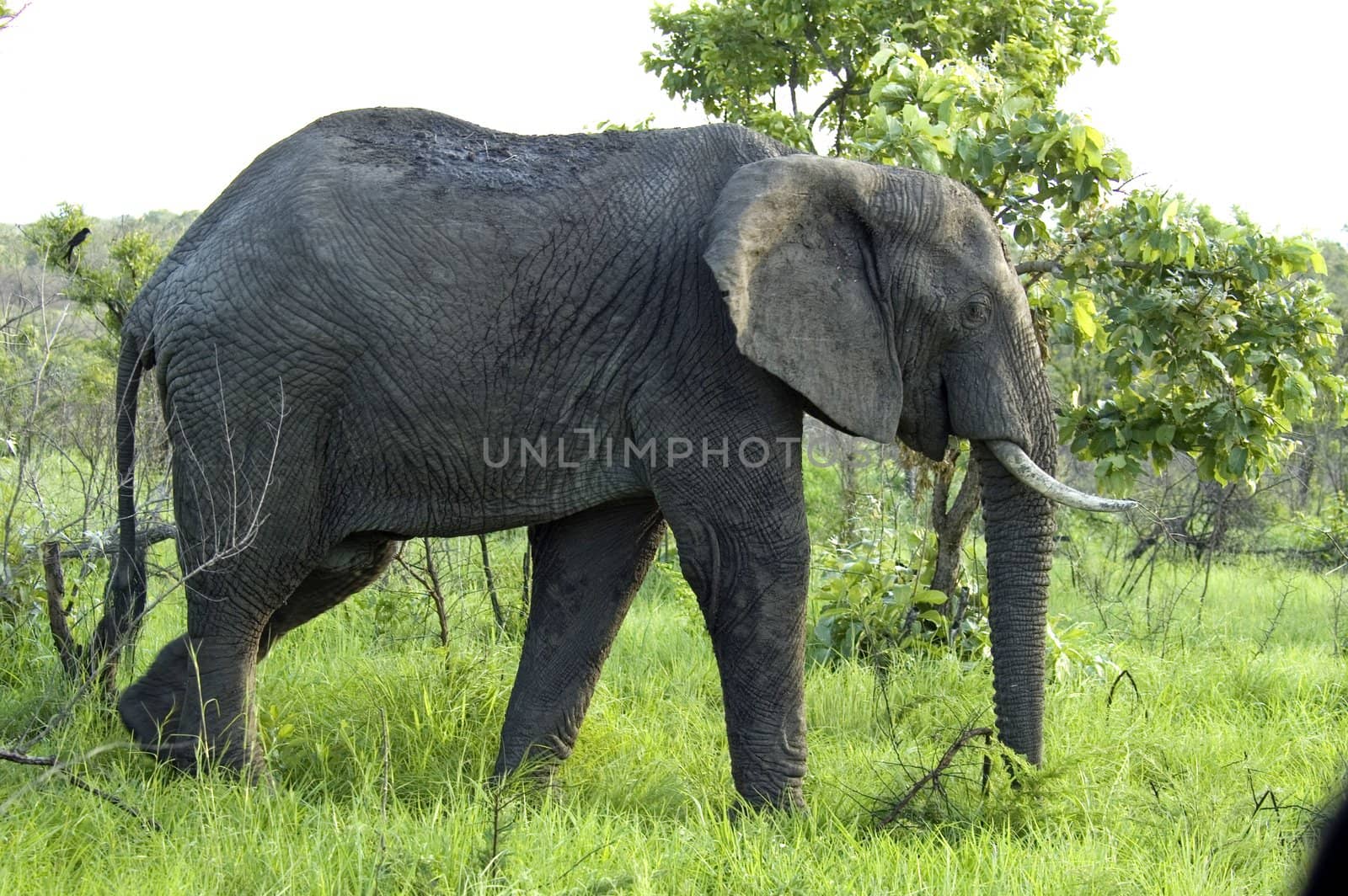 An African Elephant (Loxodonta africana) in the Kruger Park, South Africa.