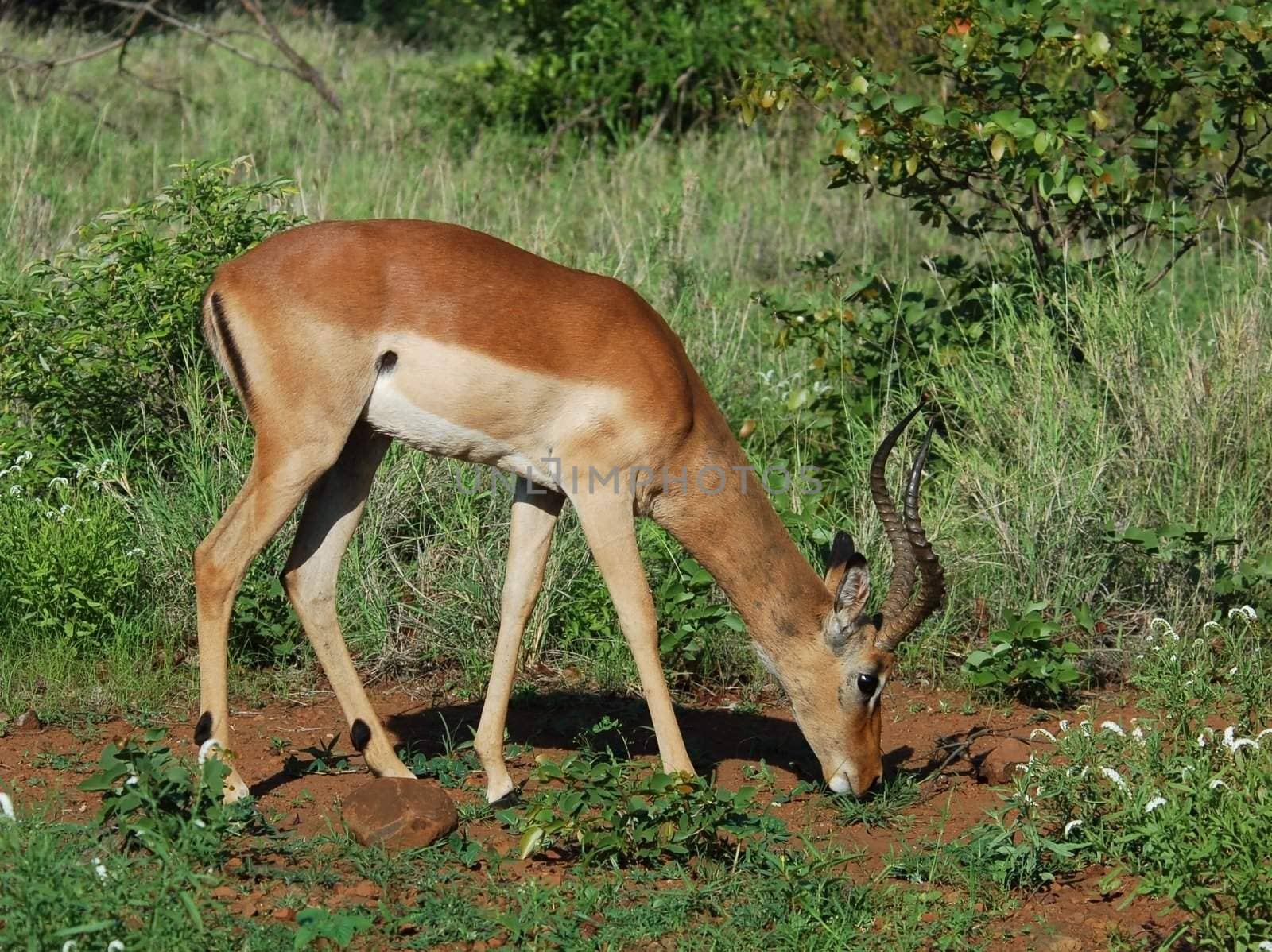 Male Impala Antelope (Aepyceros Melampus) in the Kruger Park, South Africa.