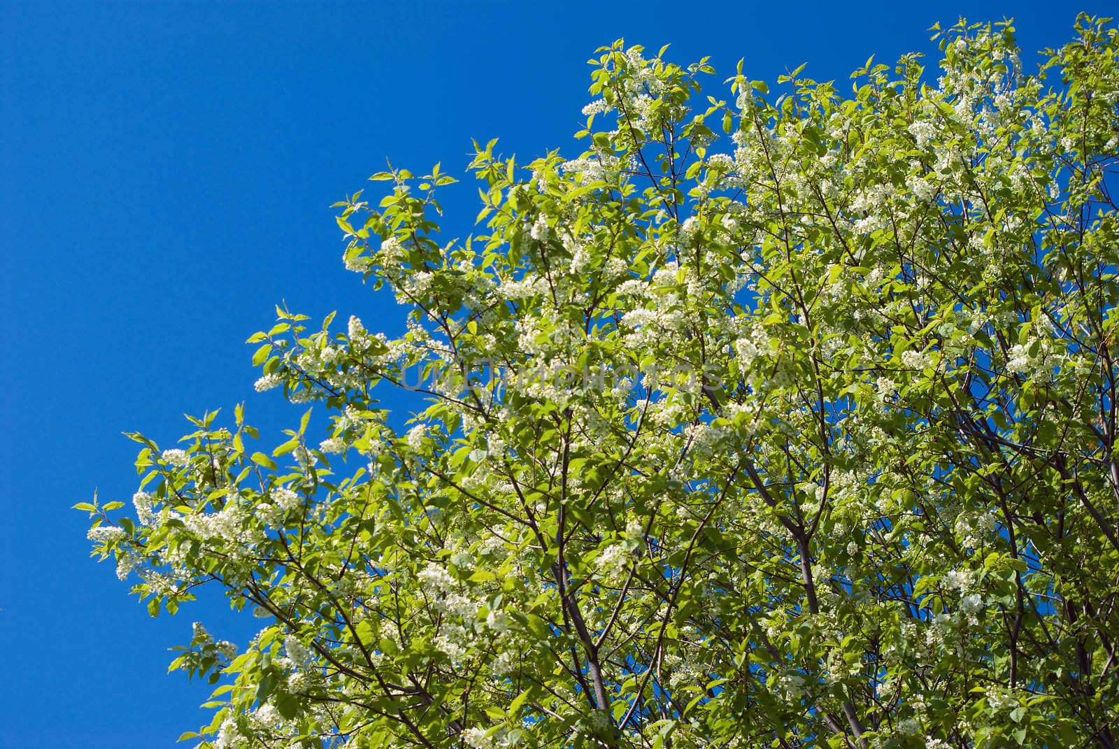 Branch of a blossoming bird cherry against the dark blue sky 