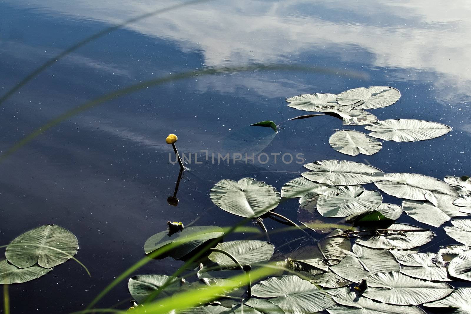 In leaves. One lily on the water. by selhin