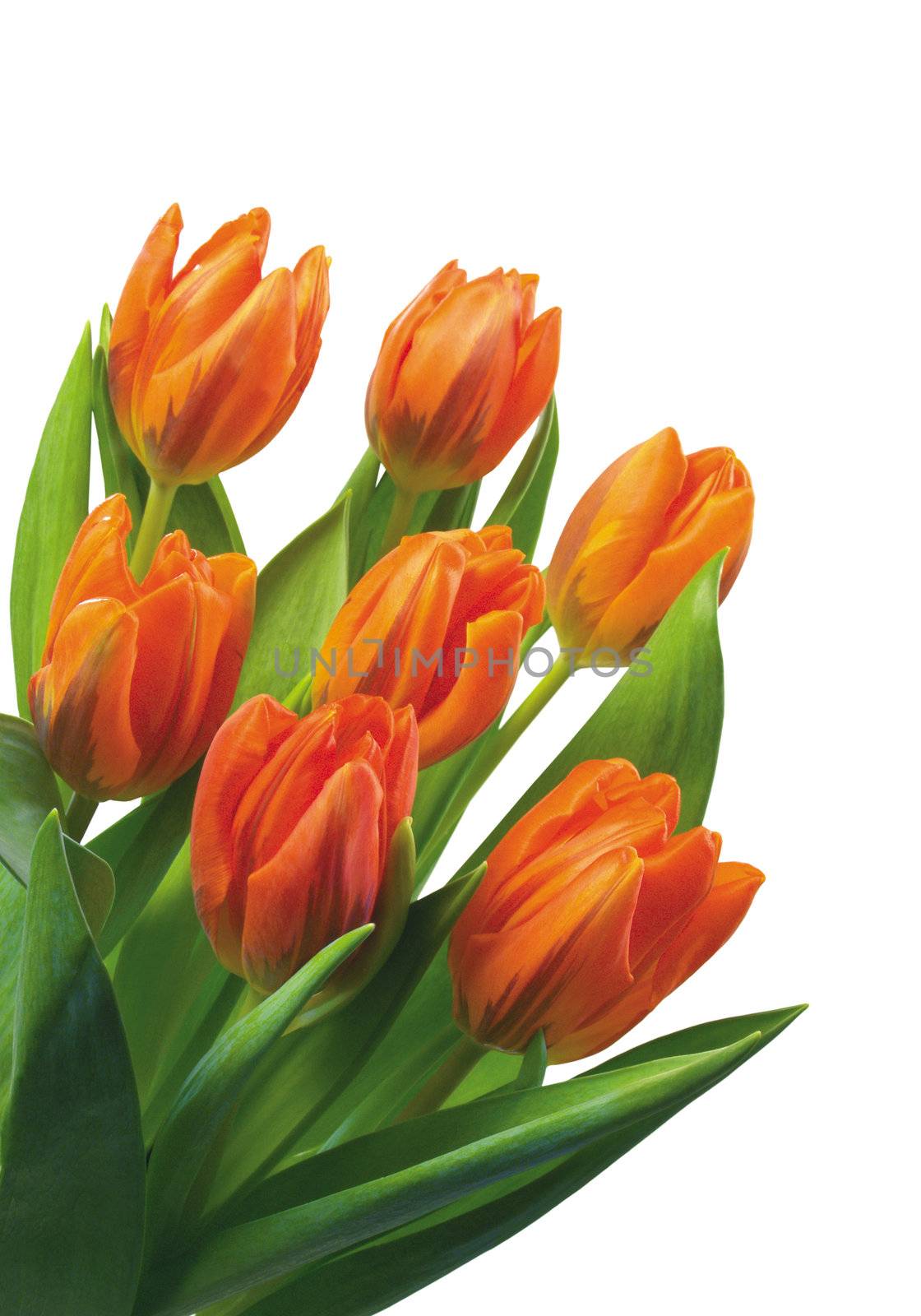Orange tulips for your spring design