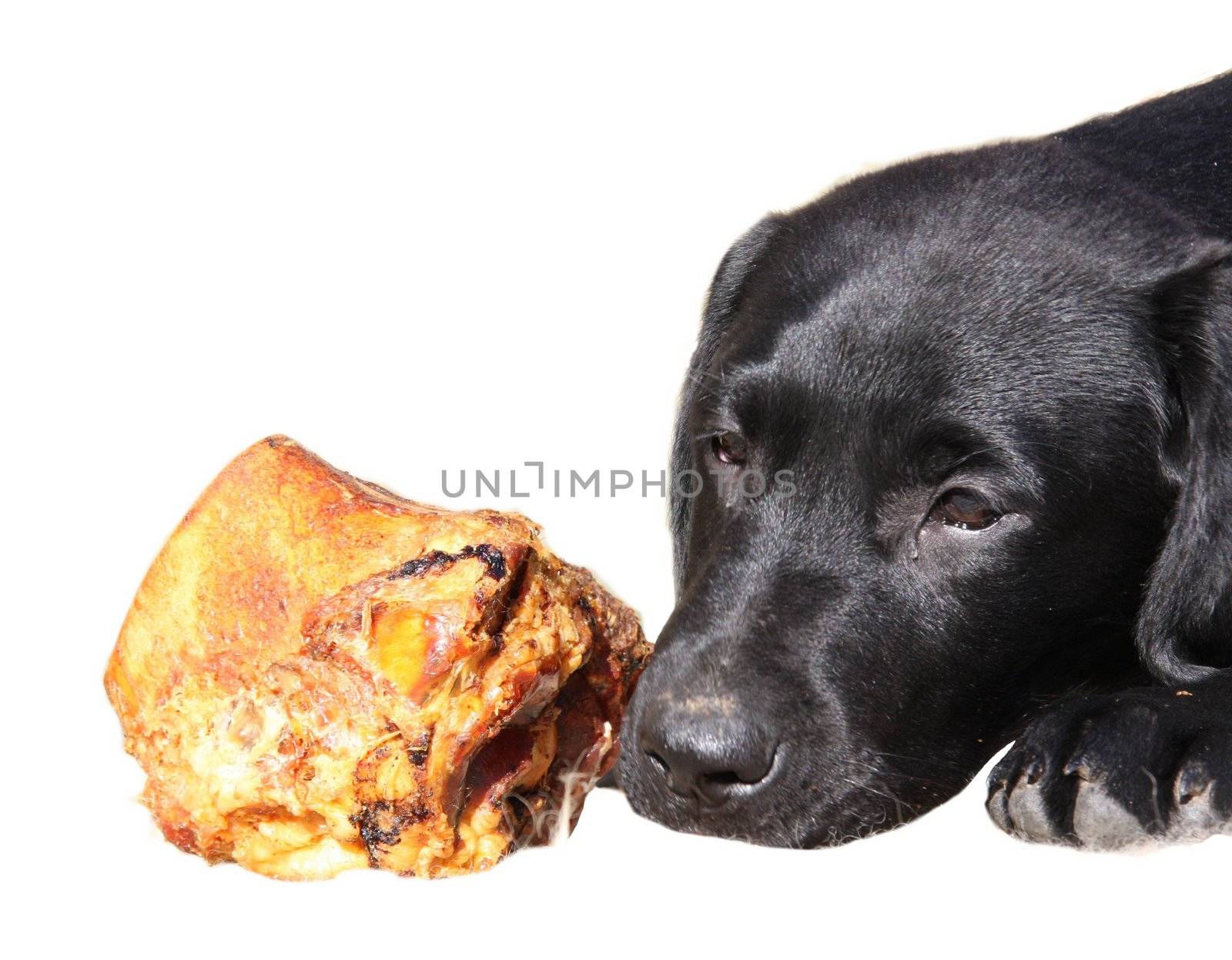 Black Labrador puppy with bone isolated on a white background.
