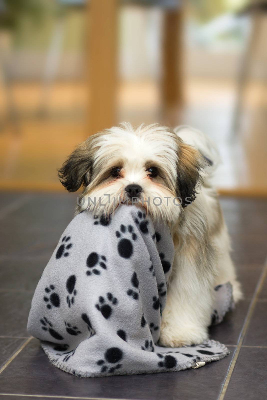 Cute lhasa apso puppy plays with its blanket