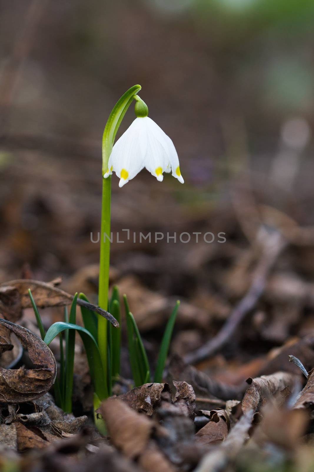 Signs of spring - the first snowdrop