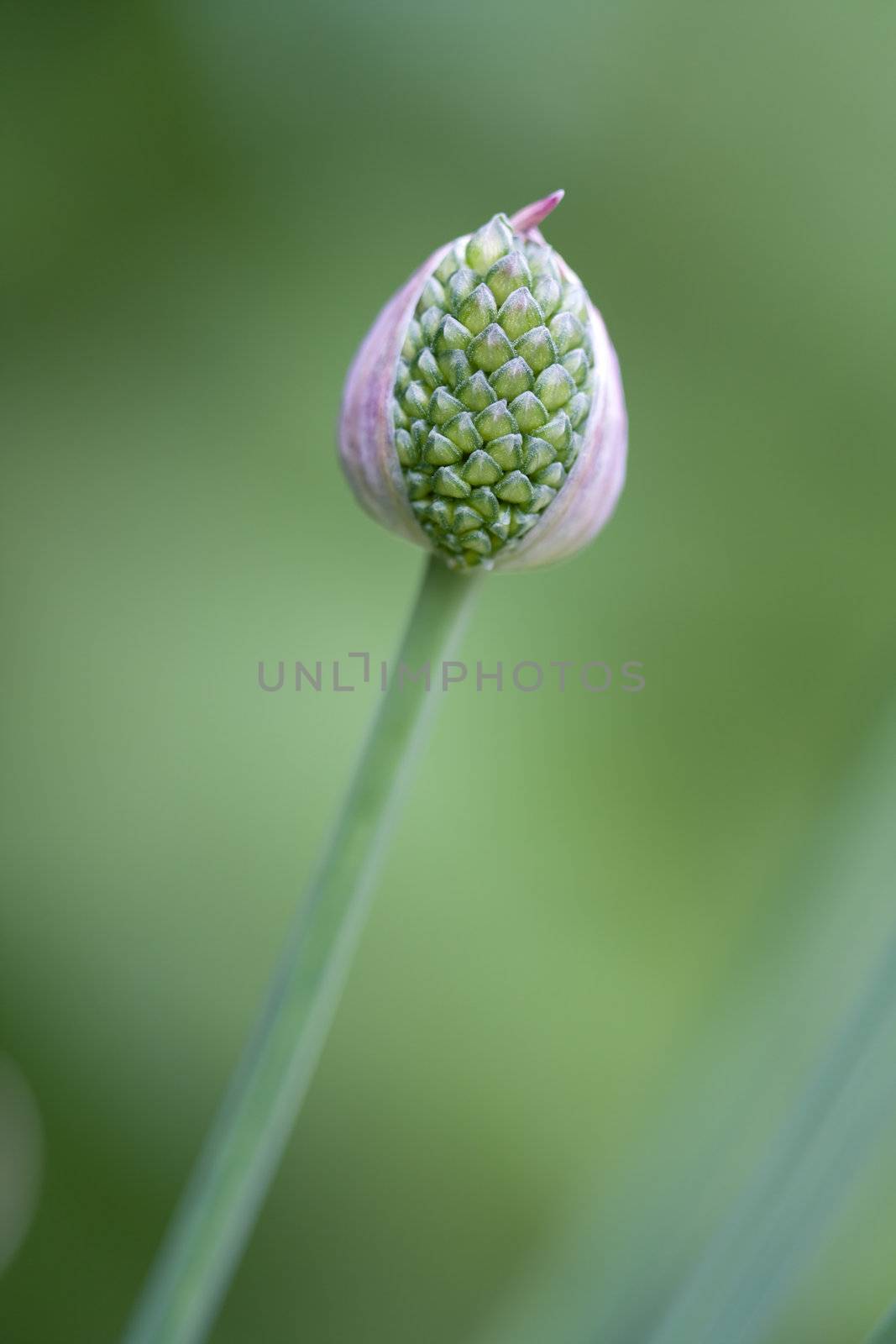 Drumstick Allium bud by RuthBlack