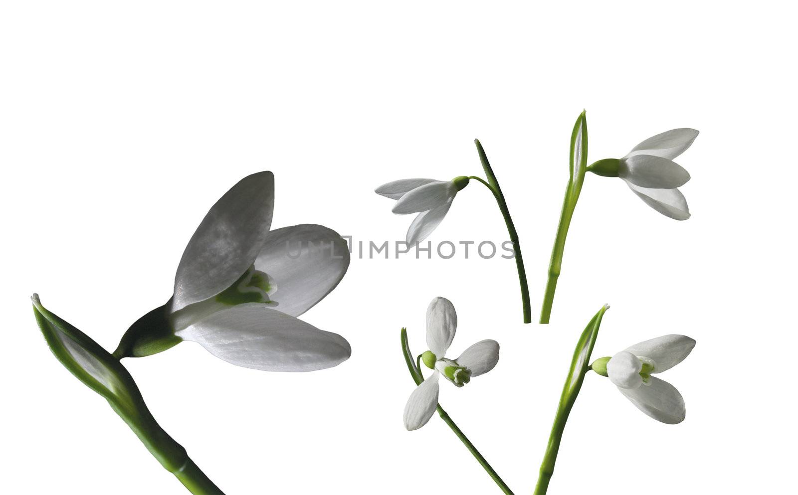 Snow drop by git