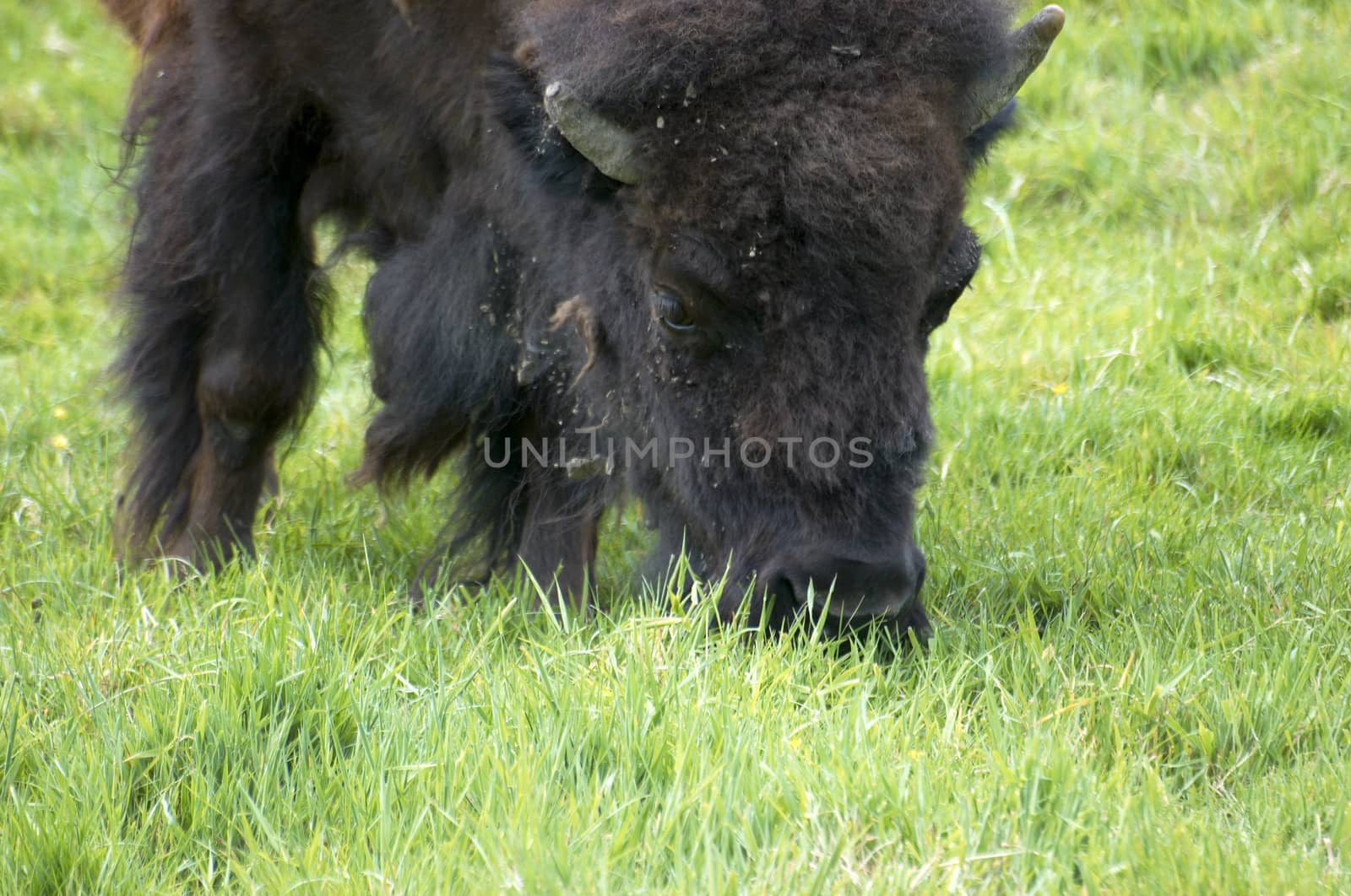 An american buffalo or Bisson, grazing in a field