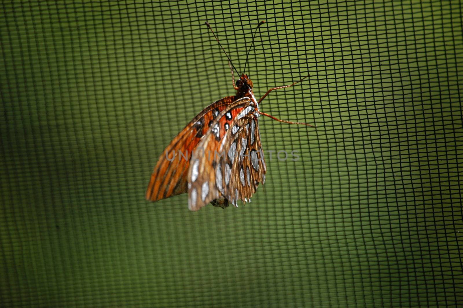 A close of a butterfly taken at a nature center in North Carolina