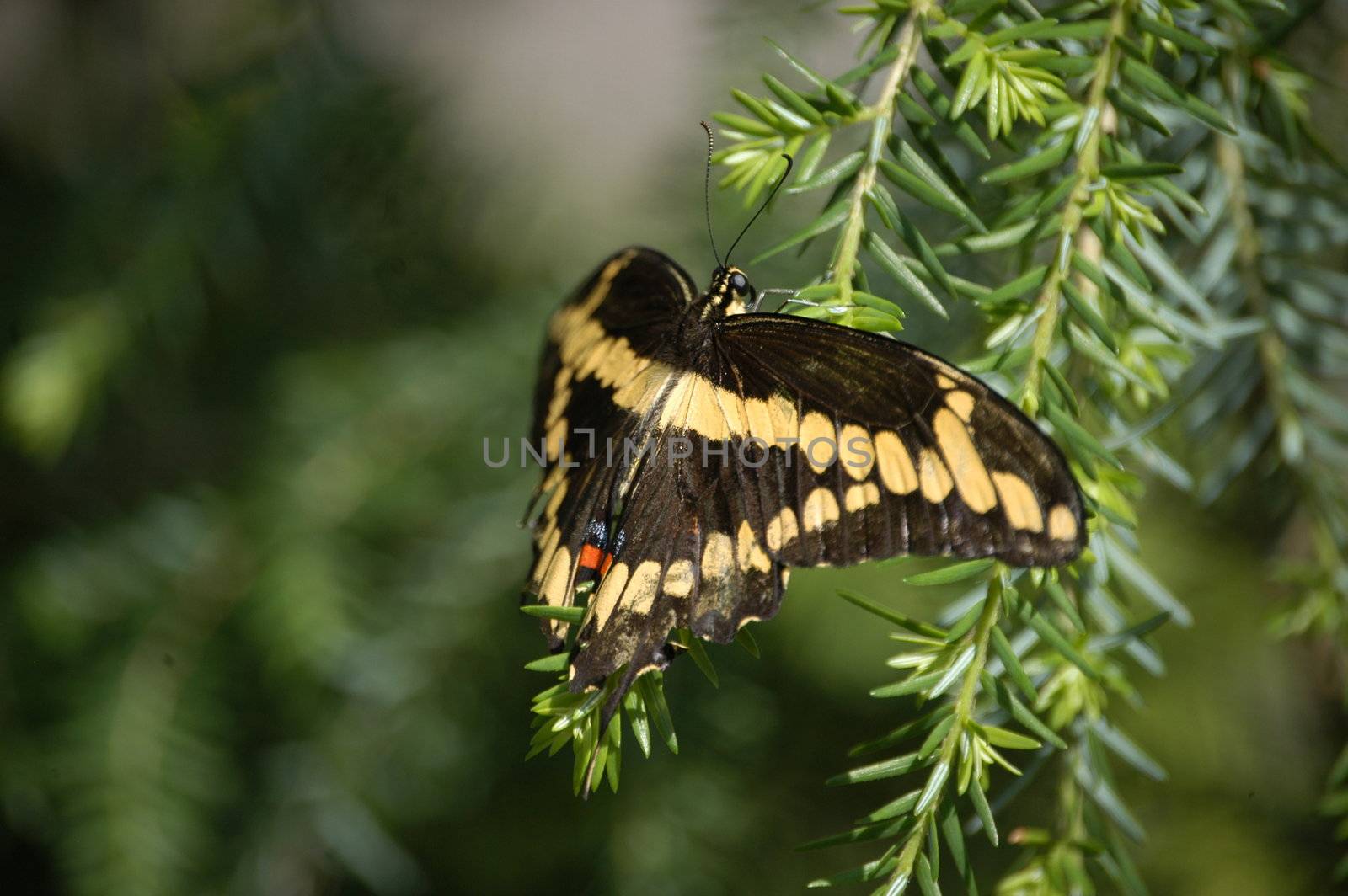 Butterly on a tree by northwoodsphoto