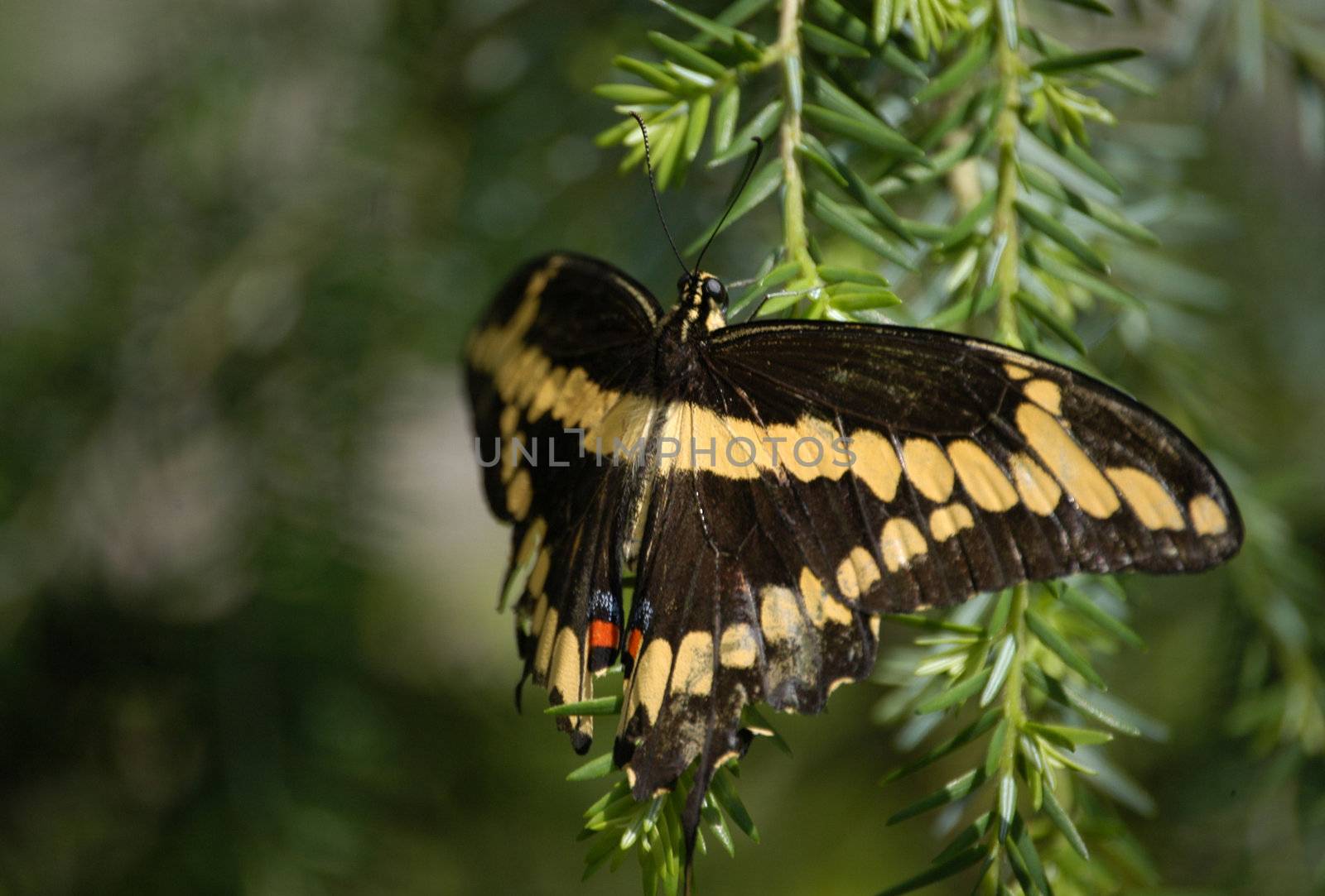 A close of a butterfly taken at a nature center in North Carolina