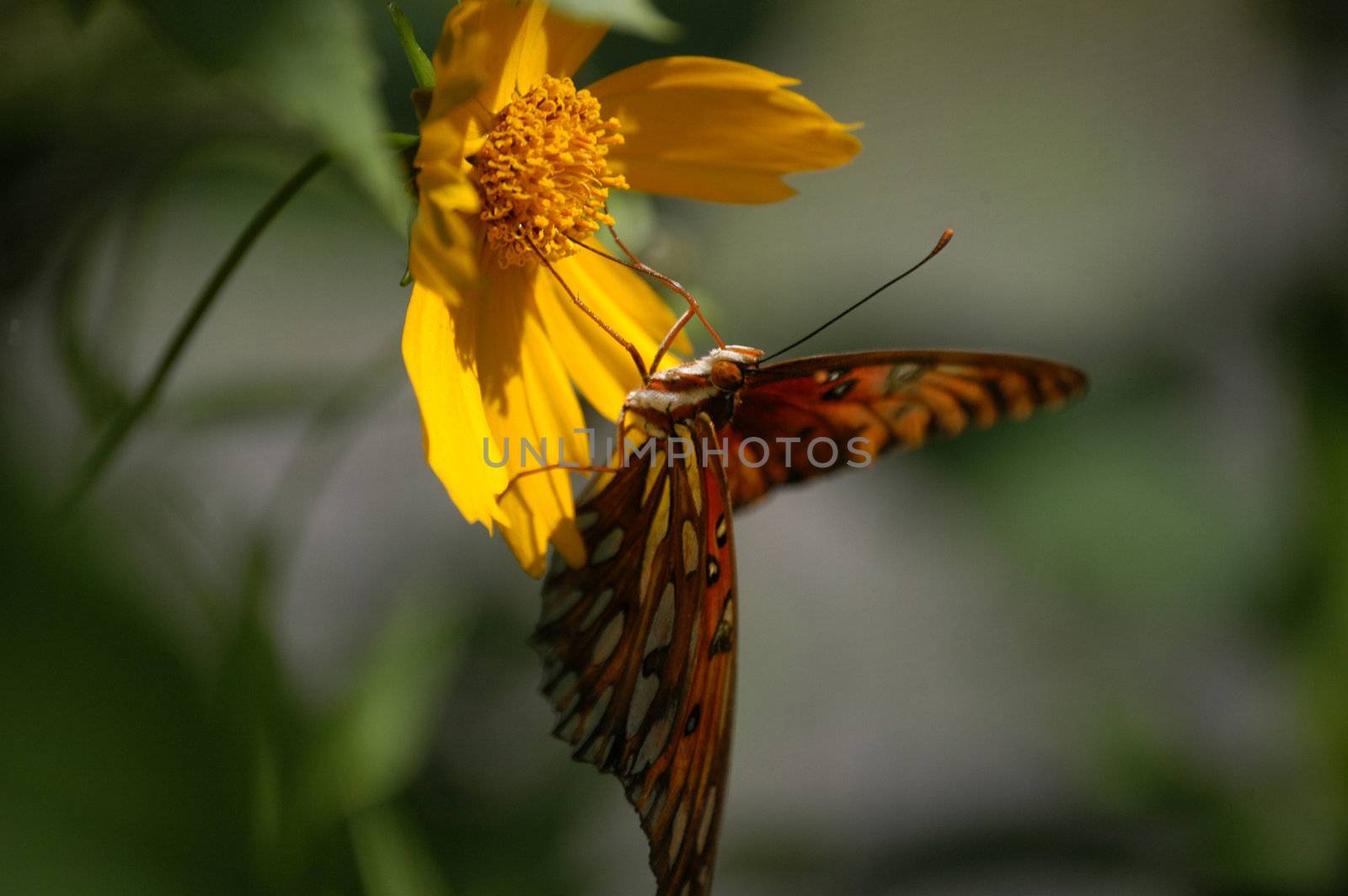 A close of a butterfly taken at a nature center in North Carolina