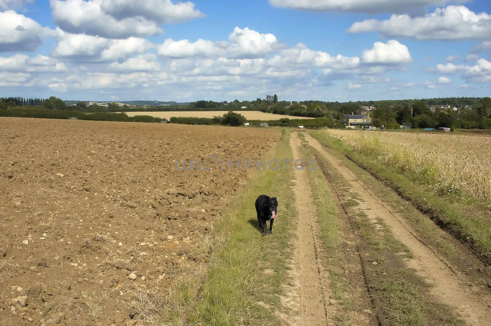 A dog walking in the countryside