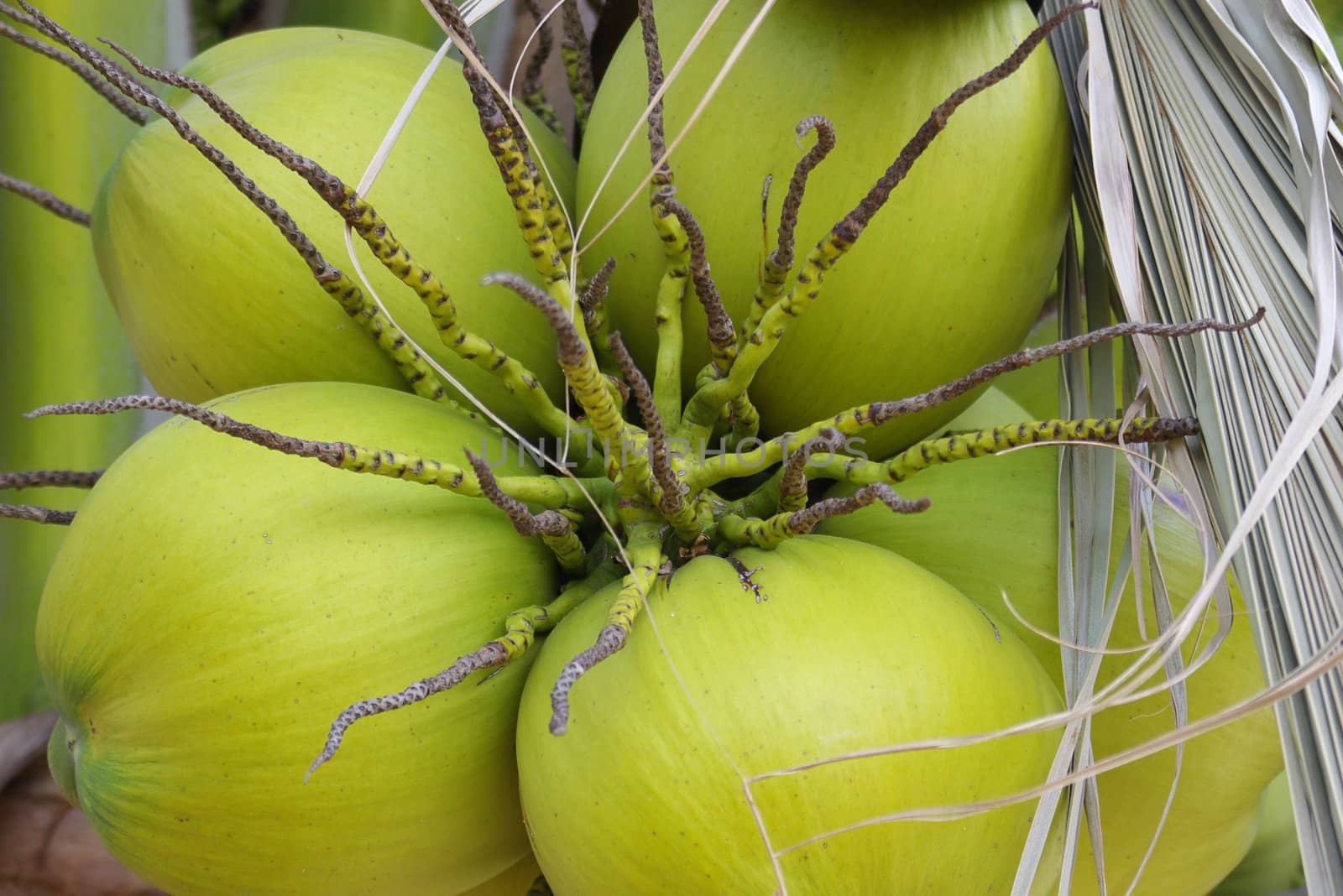 Close-up of green coconuts