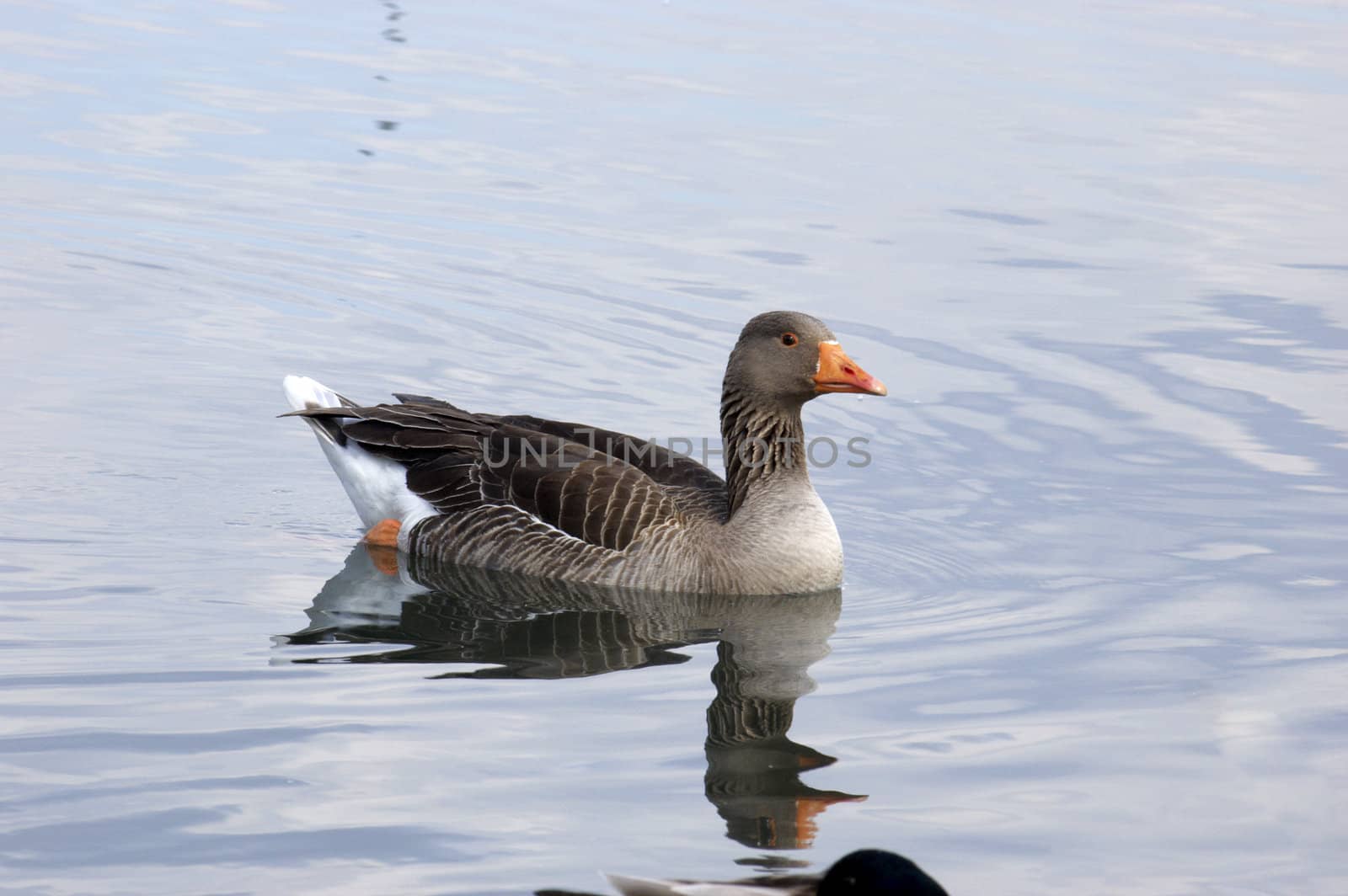 A duck swimming on a lake