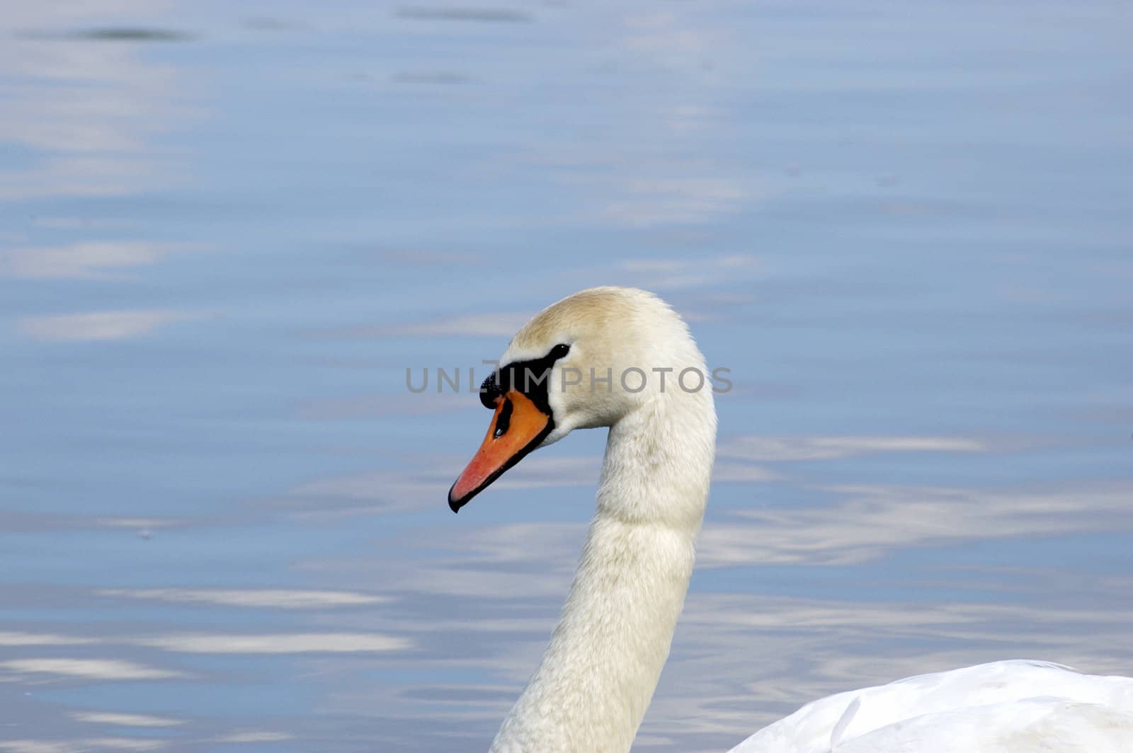 A portrait of a Mute Swan