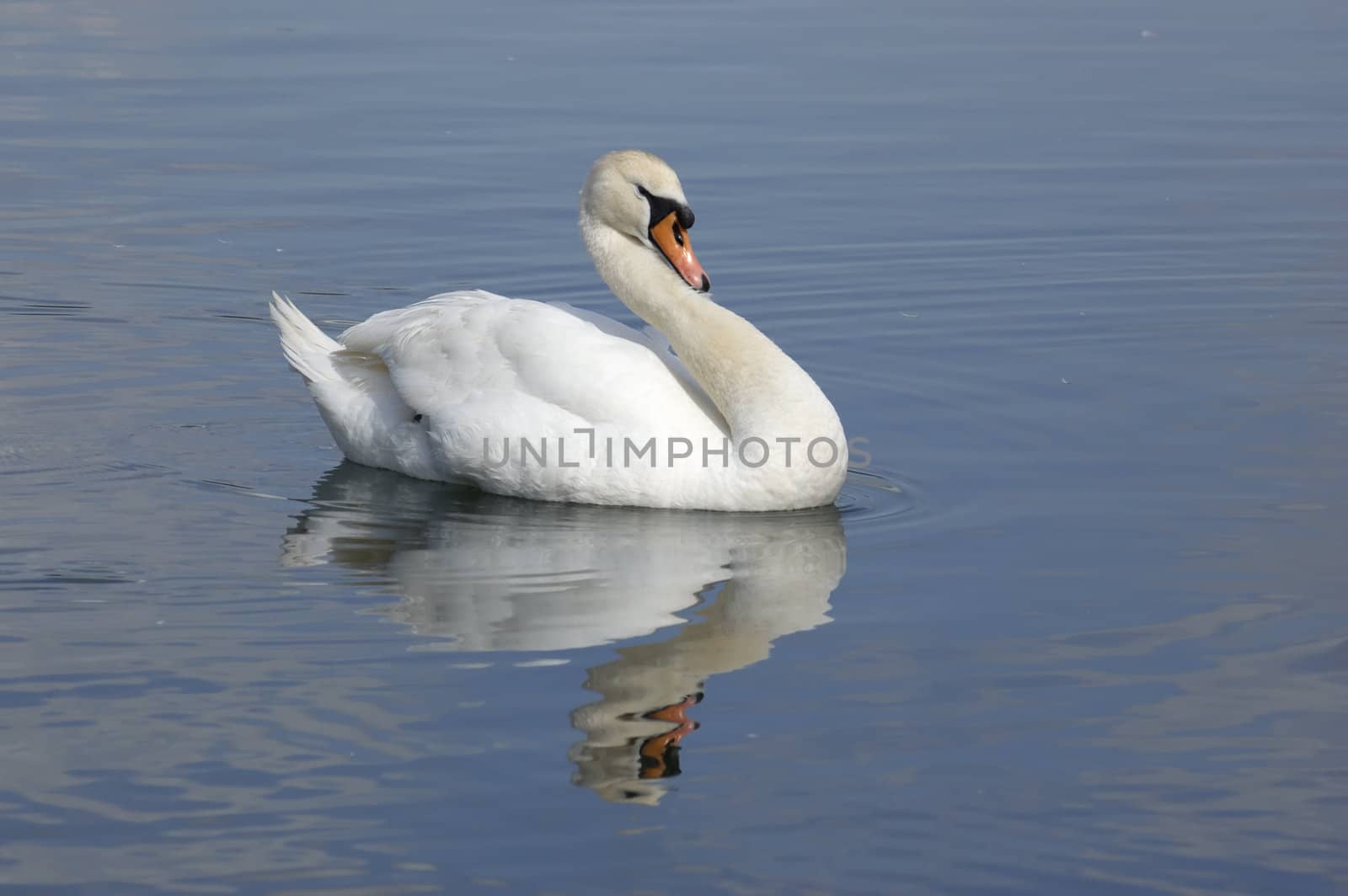 A mute swan on a lake