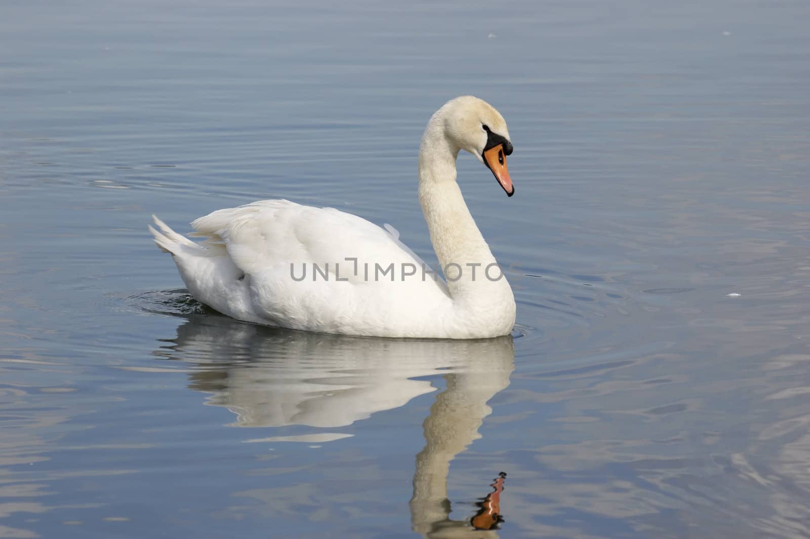 A mute swan on a lake