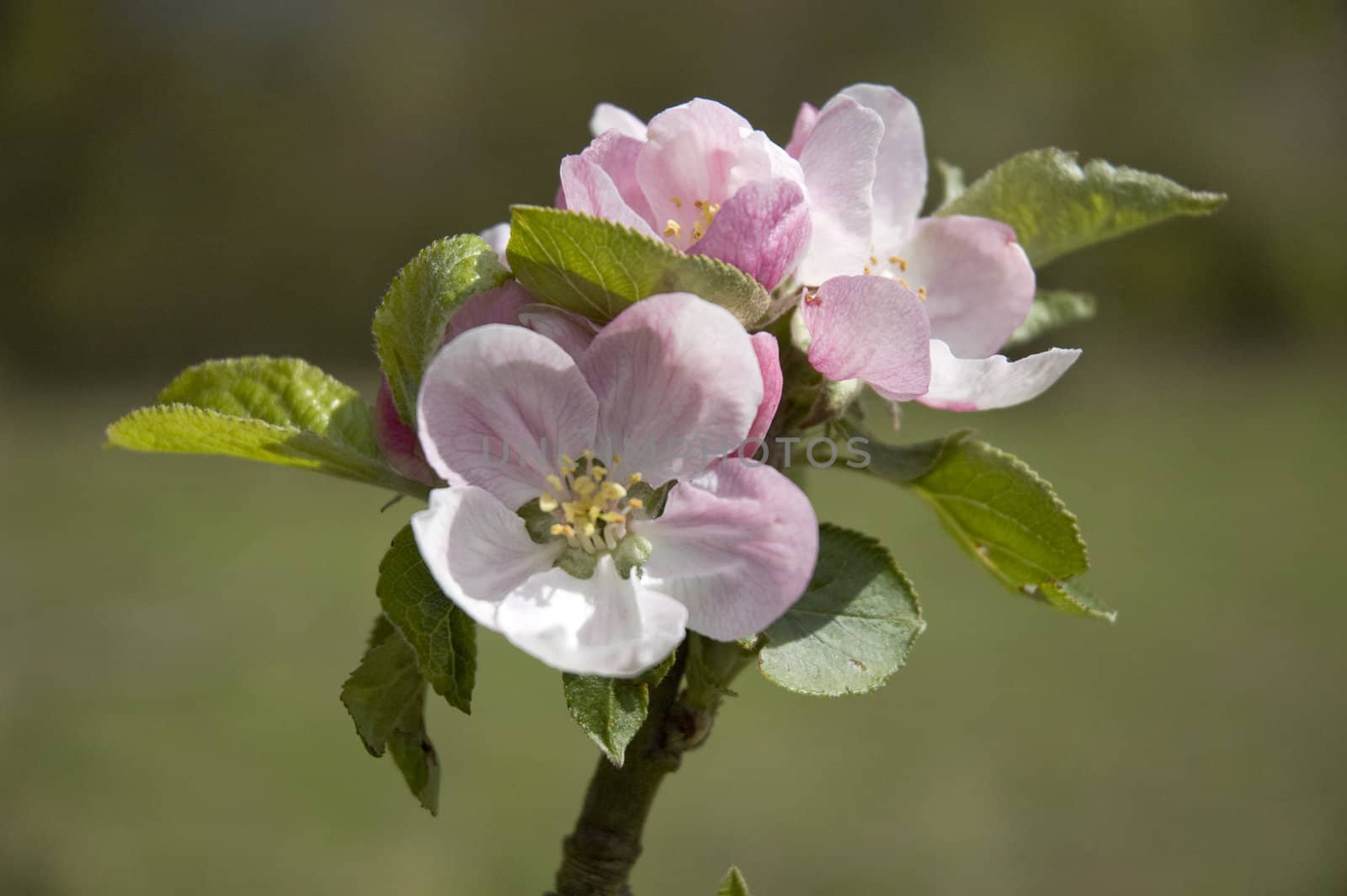 Close up view of apple blossom in spring