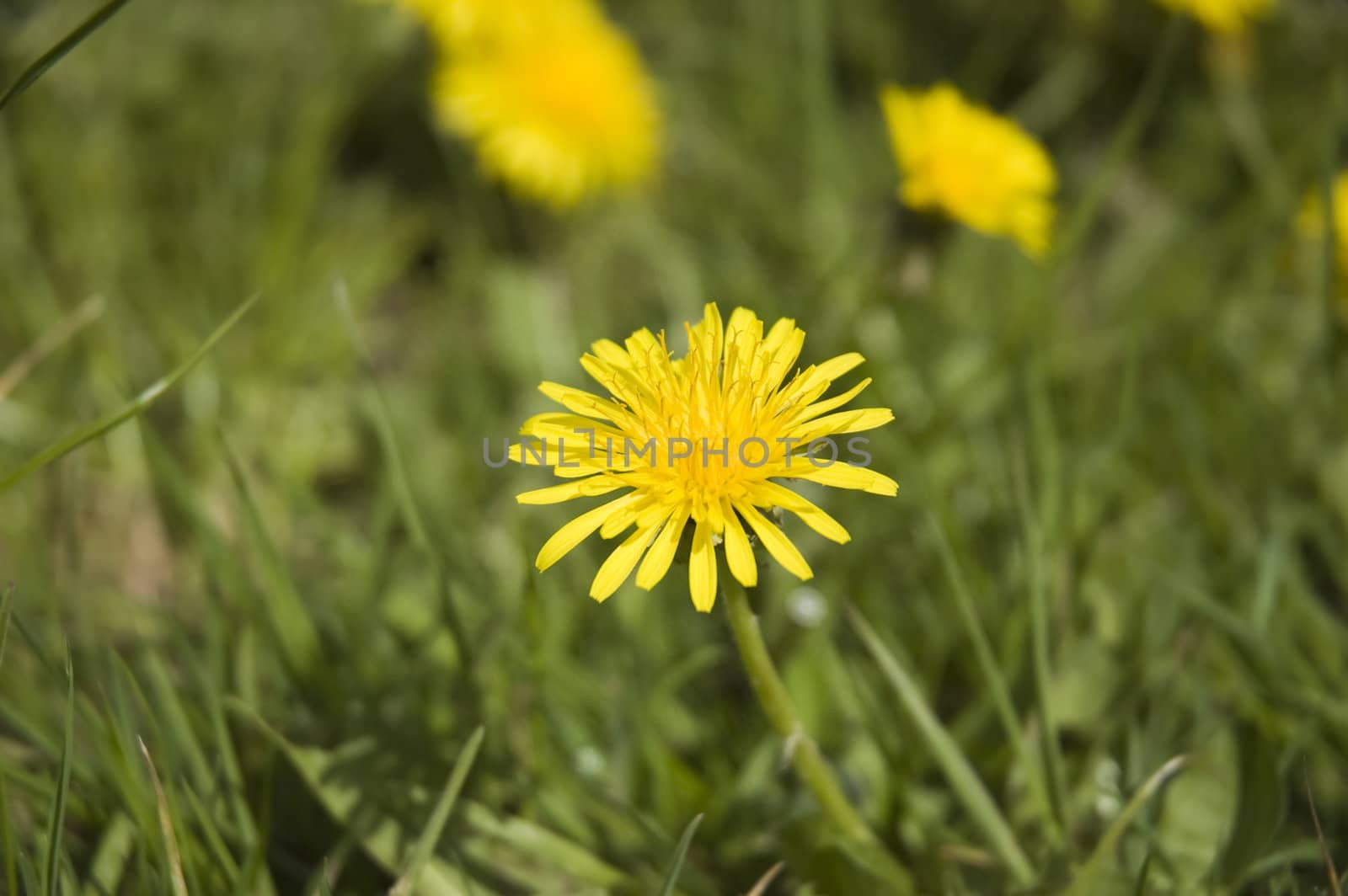 Dandelion flowers in the grass in spring