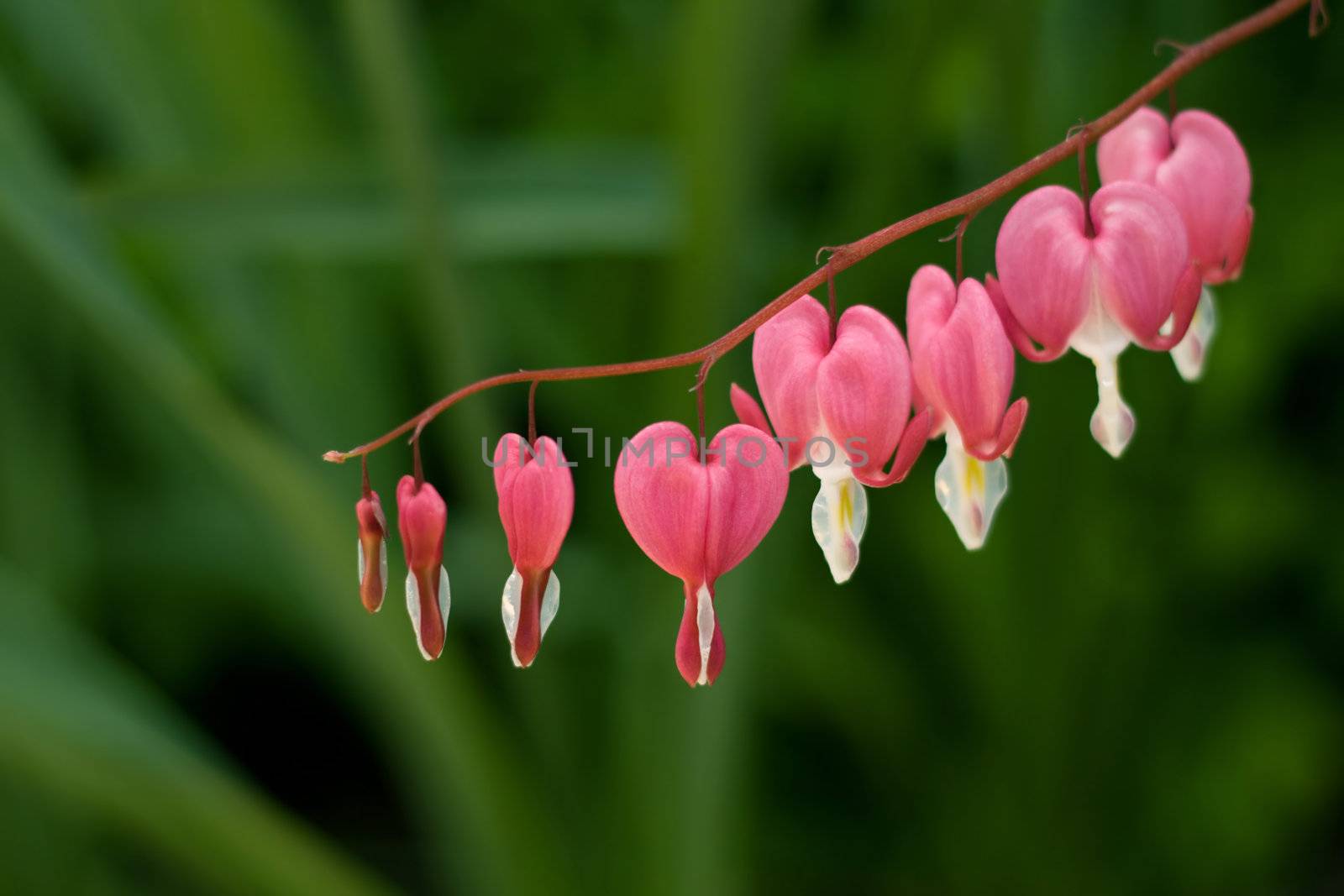 Heart-shaped dicentra flowers suspended on a stem