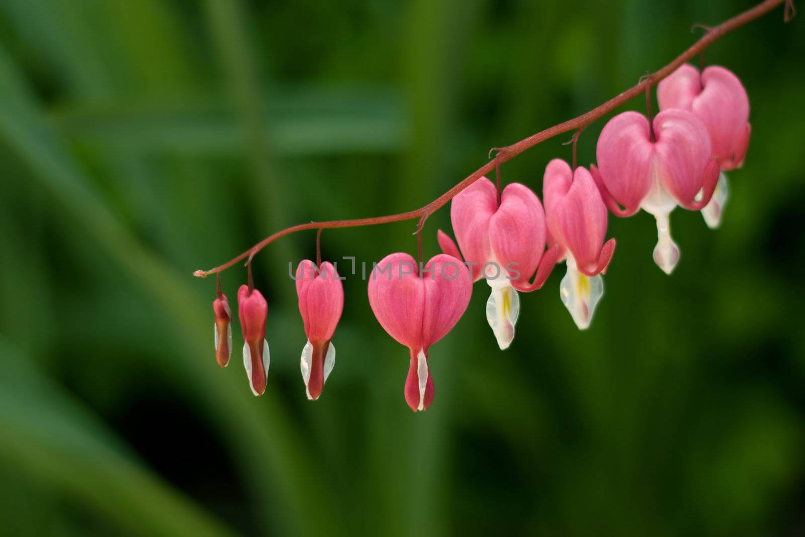 Dicentra (Bleeding Heart) by RuthBlack