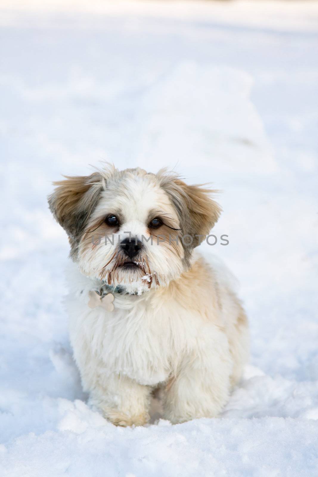 Lhasa apso puppy in the snow by RuthBlack