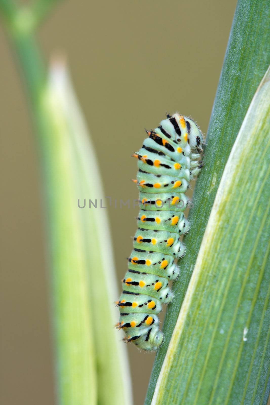 Caterpillar by RuthBlack