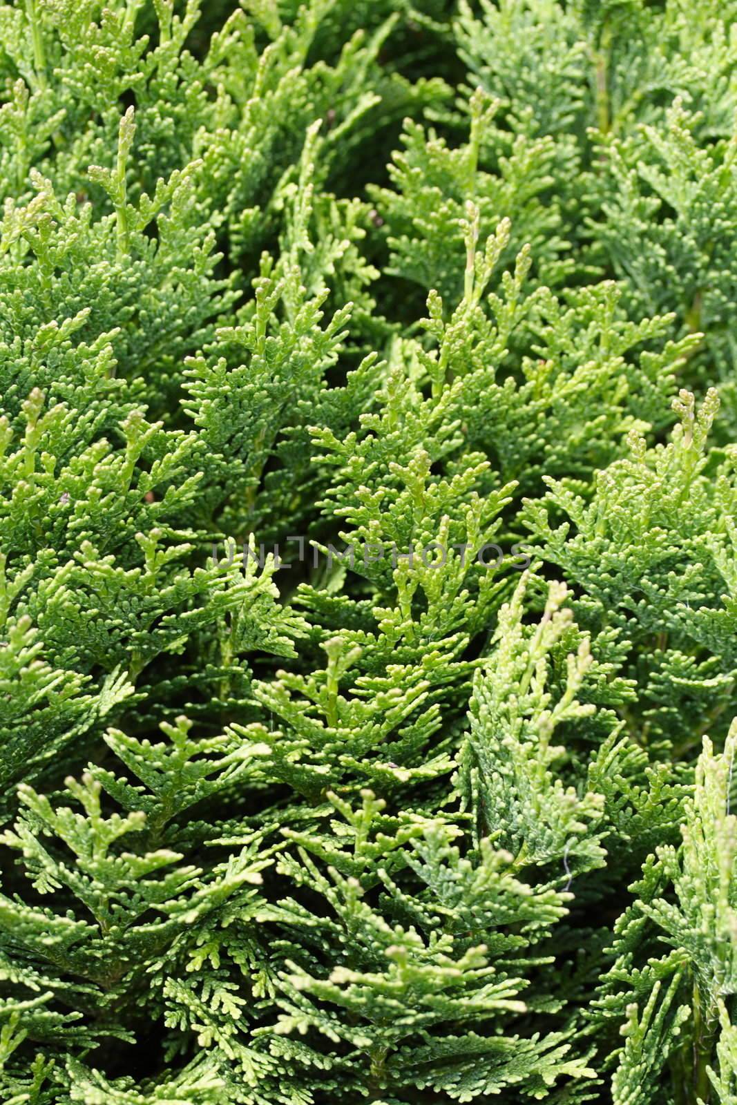 green conifer background