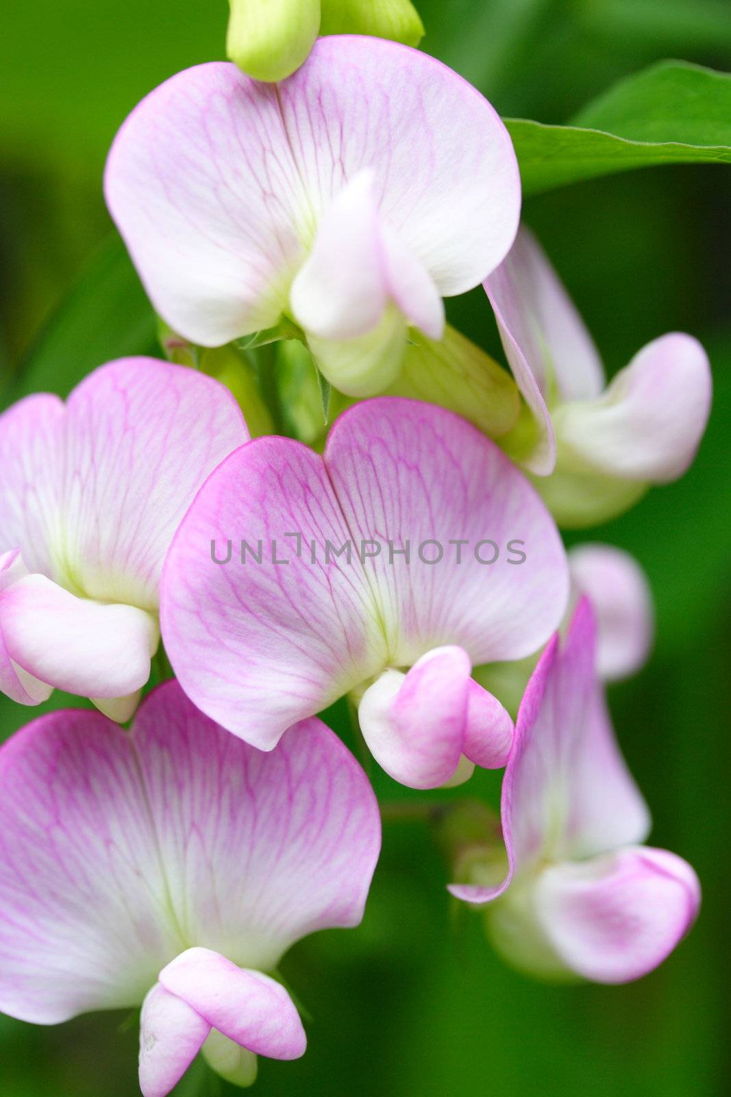 everlastingsweet pea by mitzy