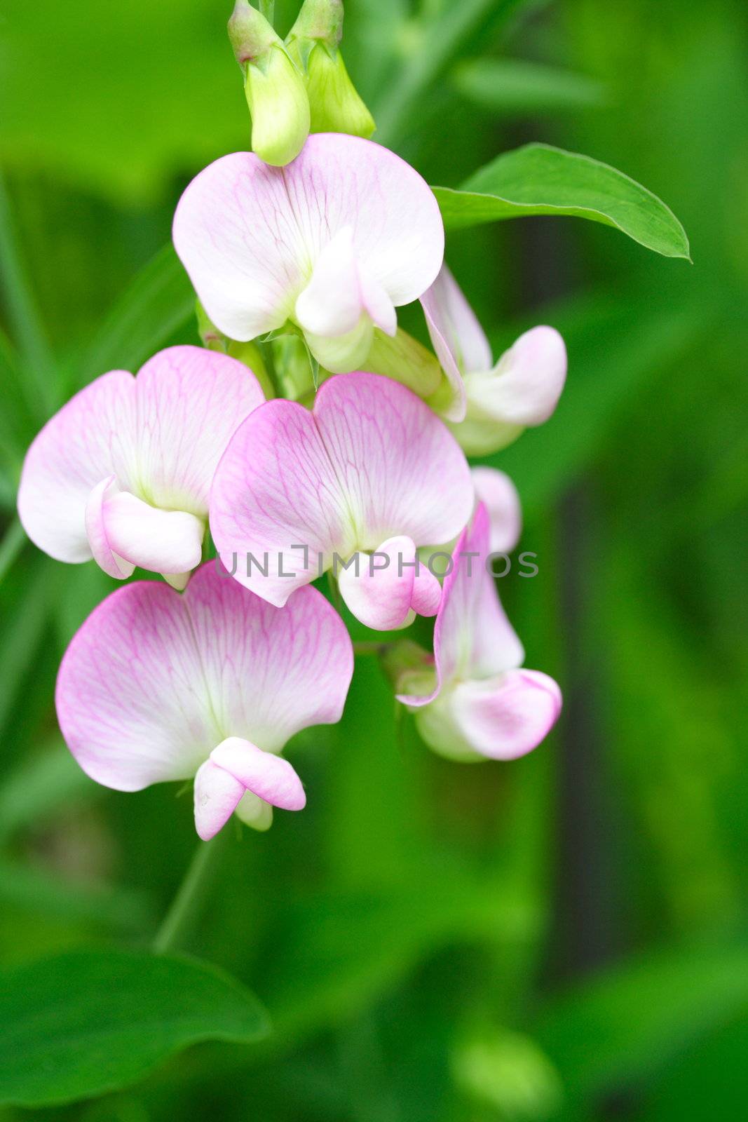 everlasting sweet pea