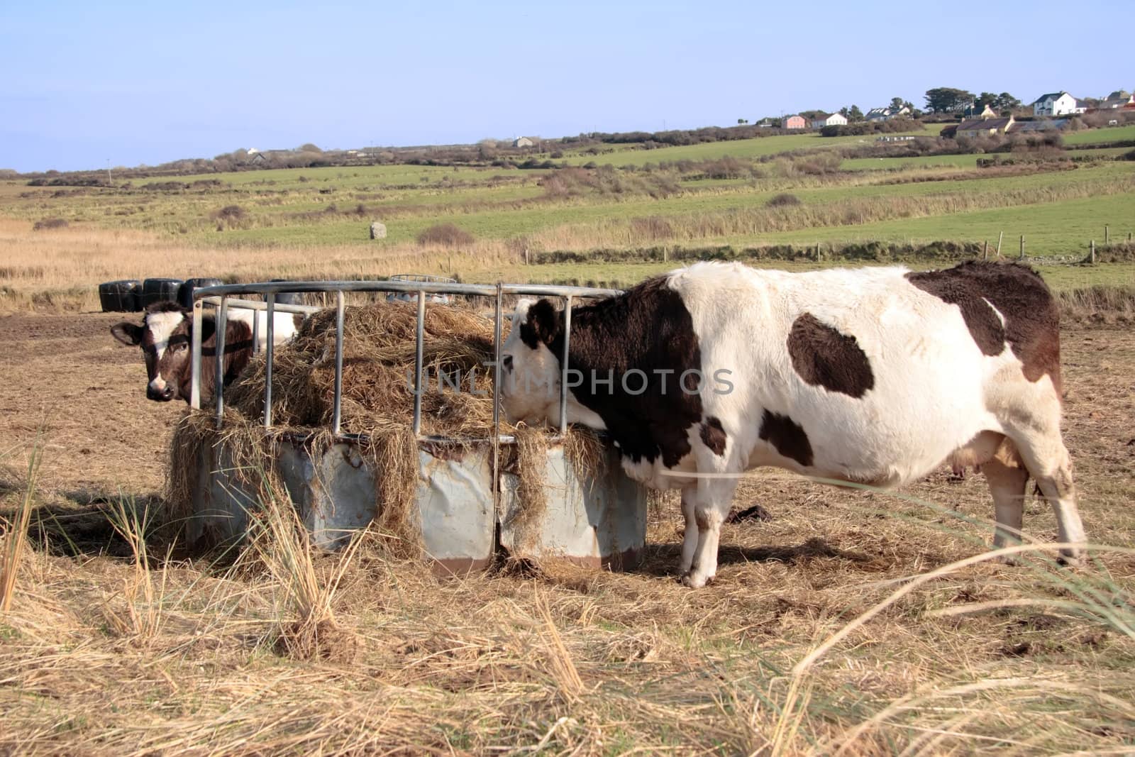 irish cattle feed on the silage from a round feeder in kerry ireland