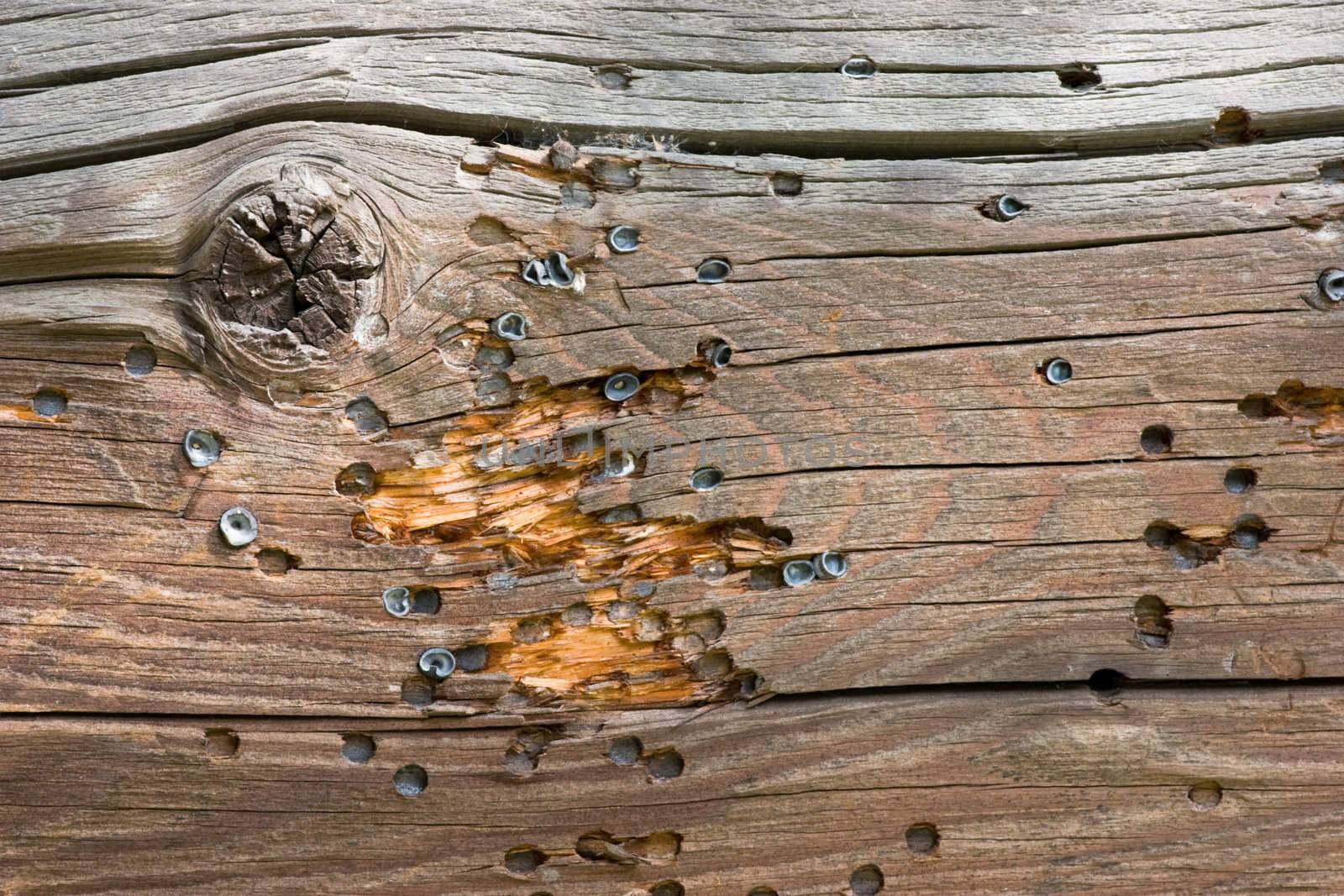 Airsoft gun bullet marks on weathered wooden wall