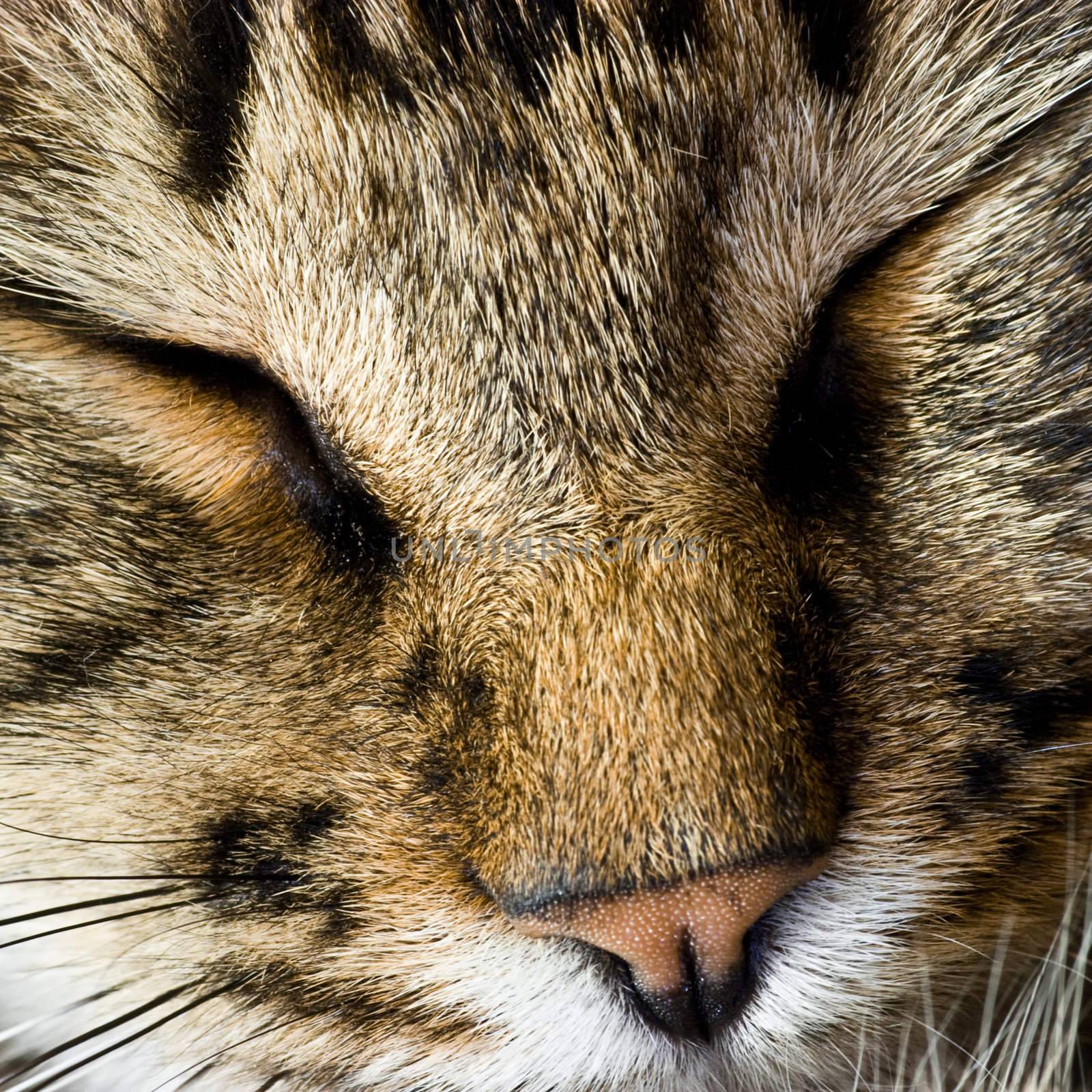 Closeup of sleeping cat face