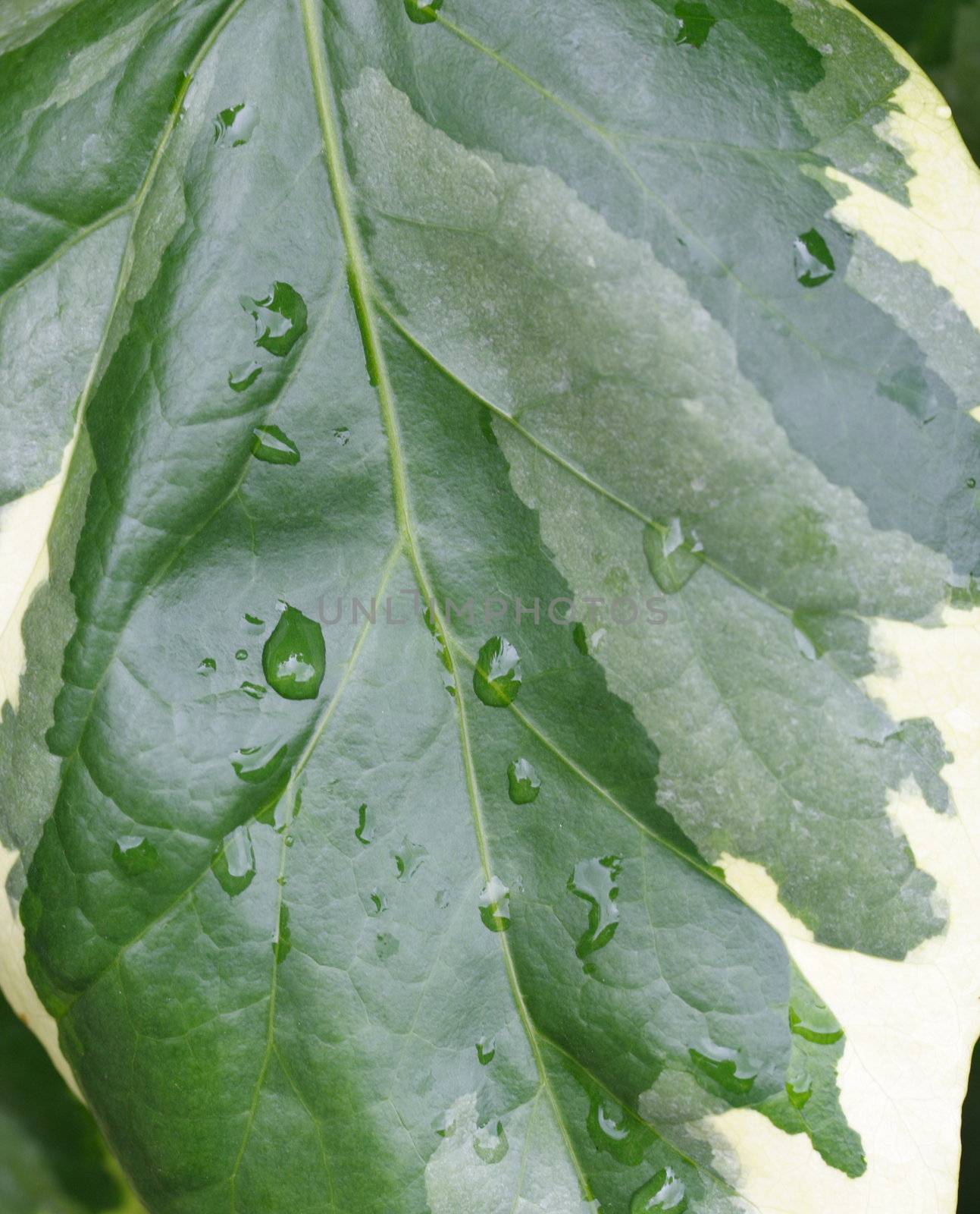 ivy leaf background