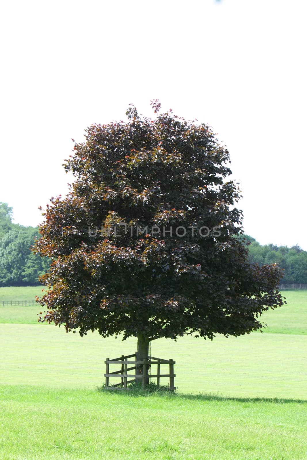 purple beech tree