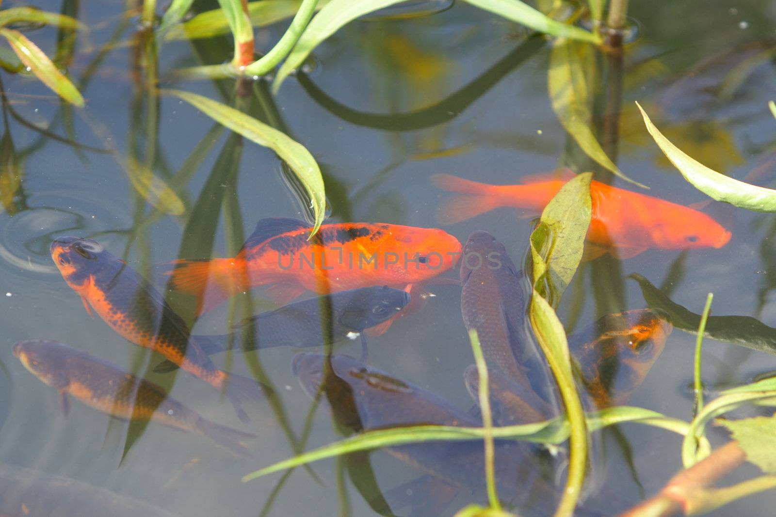 goldfish by mitzy