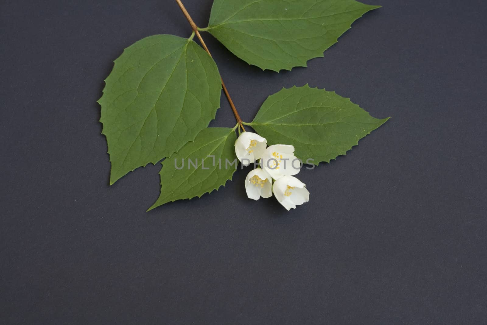 Jasmine branch isolated on black