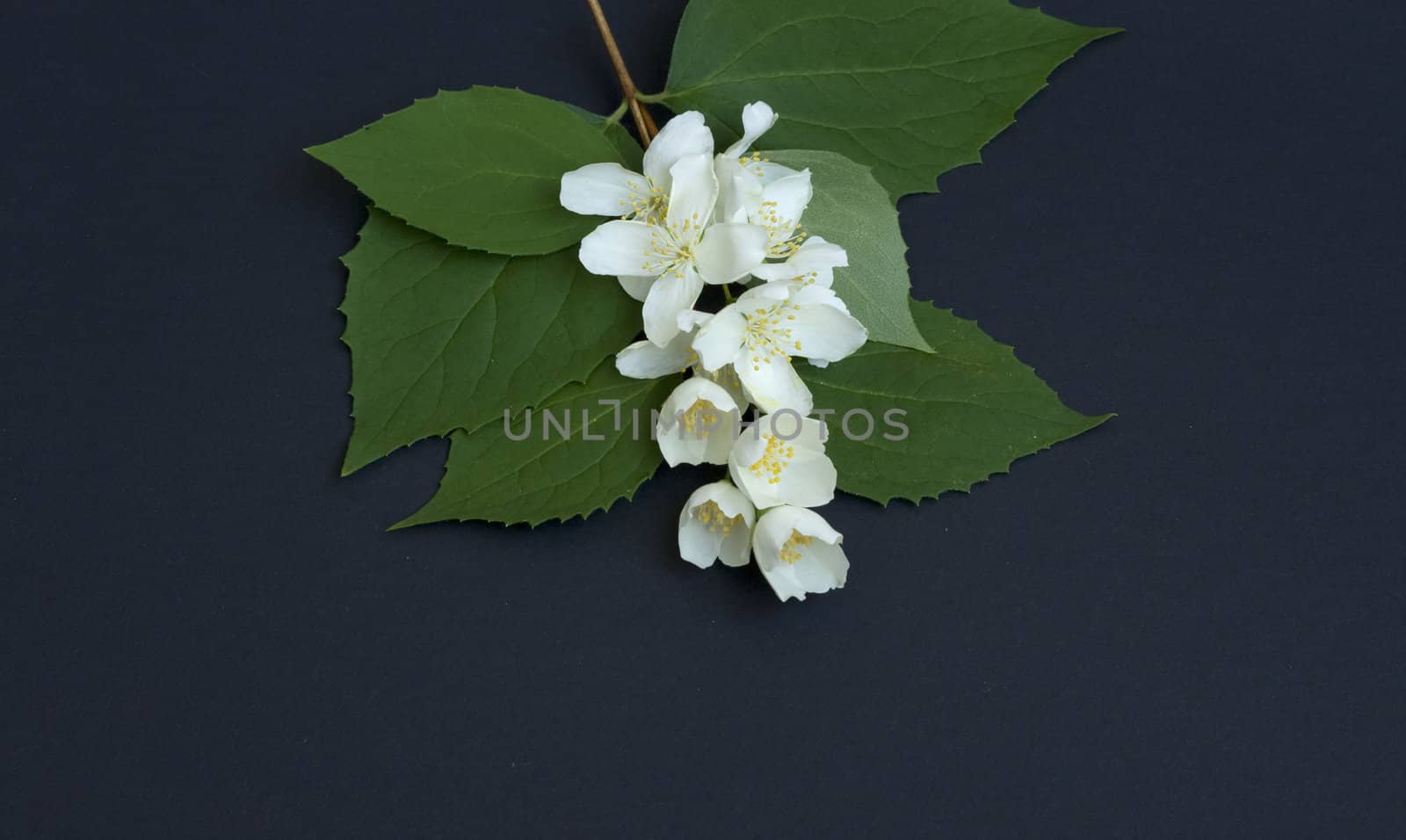 Jasmine branch isolated on black